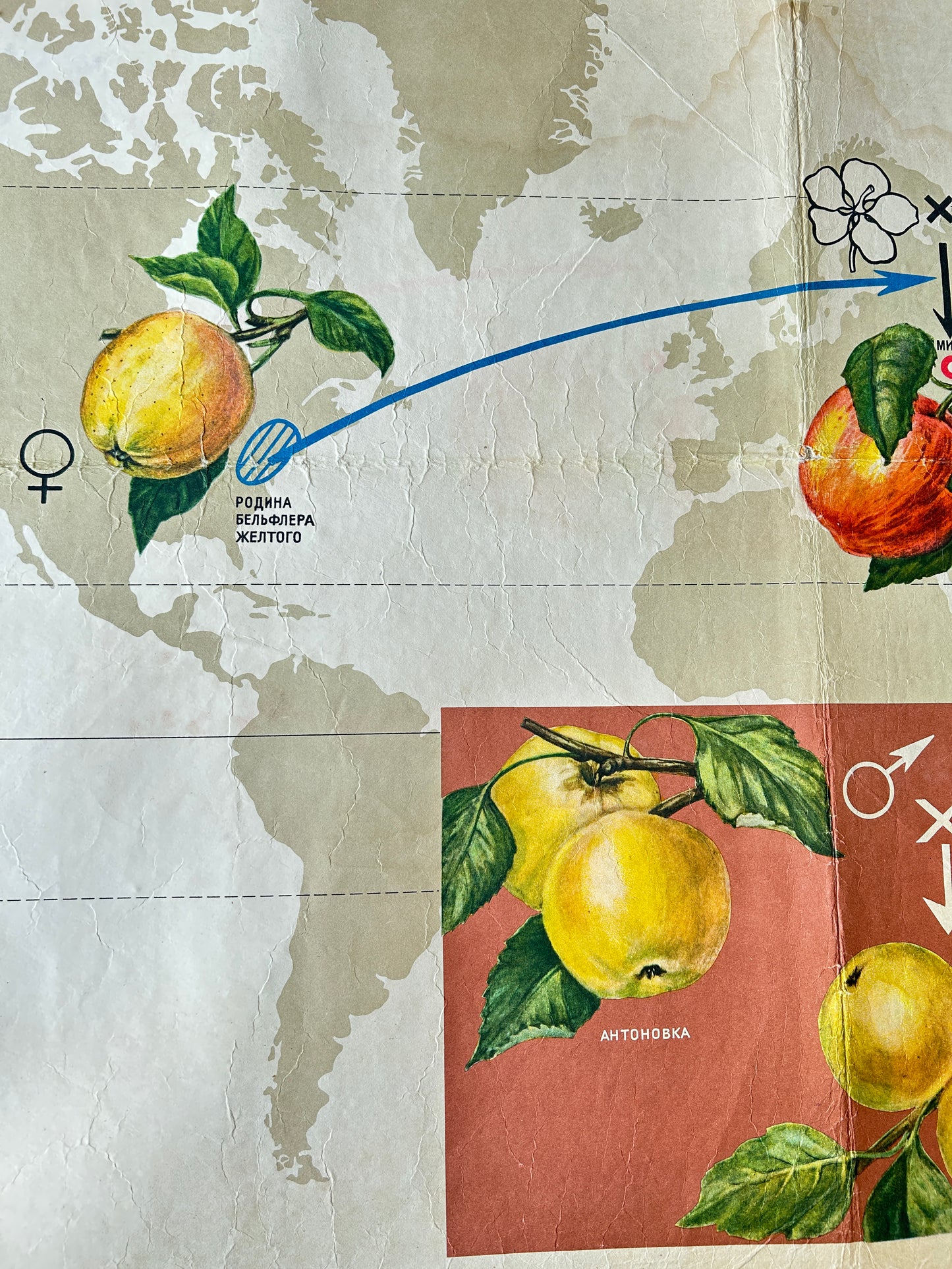 Detail of Soviet educational botanical poster - Ukrainian Antonovka apples