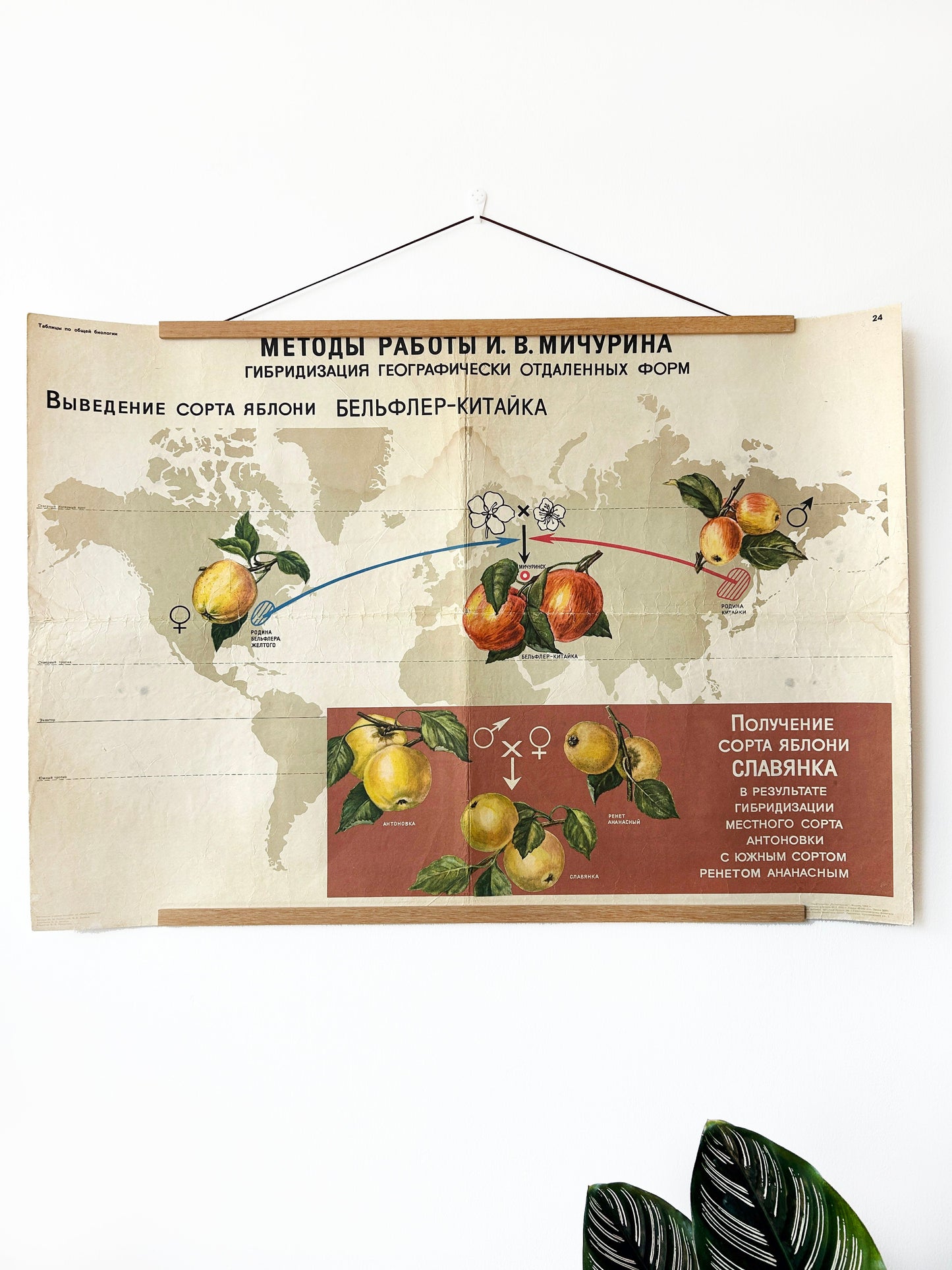 Soviet vintage educational school poster illustrating botanical breeding developed by I.V. Michurin: hybridisation of distant geographical forms to create new apple varieties 