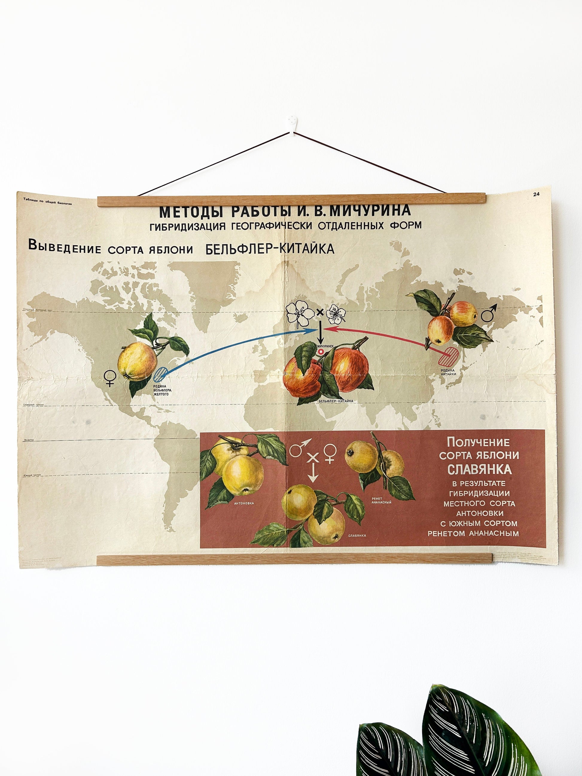 Soviet vintage educational school poster illustrating botanical breeding developed by I.V. Michurin: hybridisation of distant geographical forms to create new apple varieties 