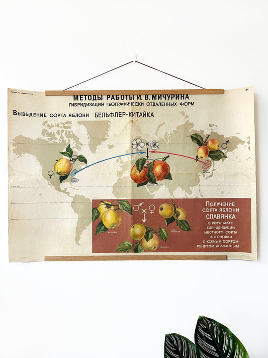 Soviet vintage educational school poster illustrating botanical breeding developed by I.V. Michurin: hybridisation of distant geographical forms to create new apple varieties 