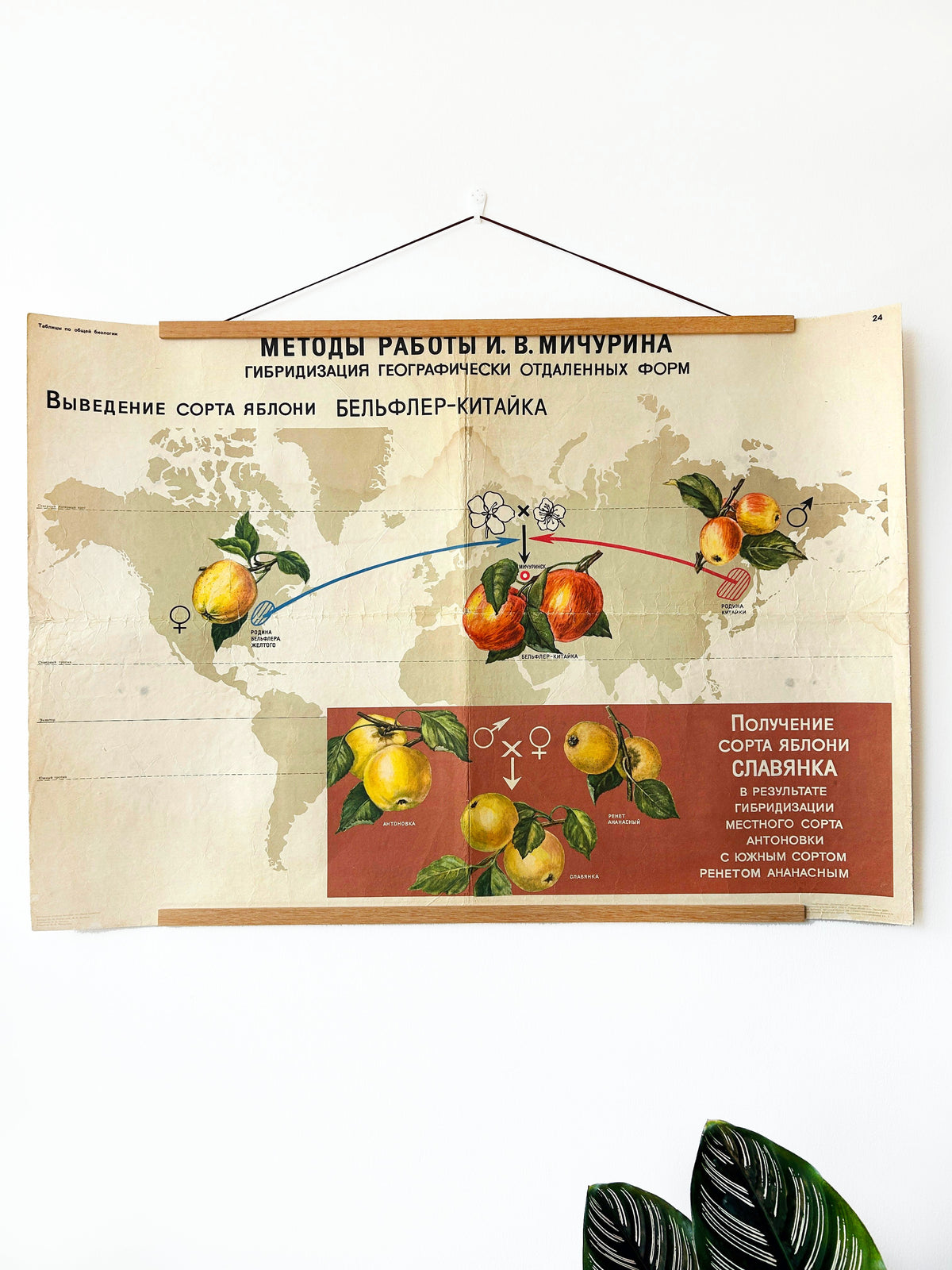 Original Soviet vintage mid-century large school poster illustrating botanical breeding developed by I.V. Michurin: hybridisation of distant geographical forms to create new apple varieties on a white wall with plants. 