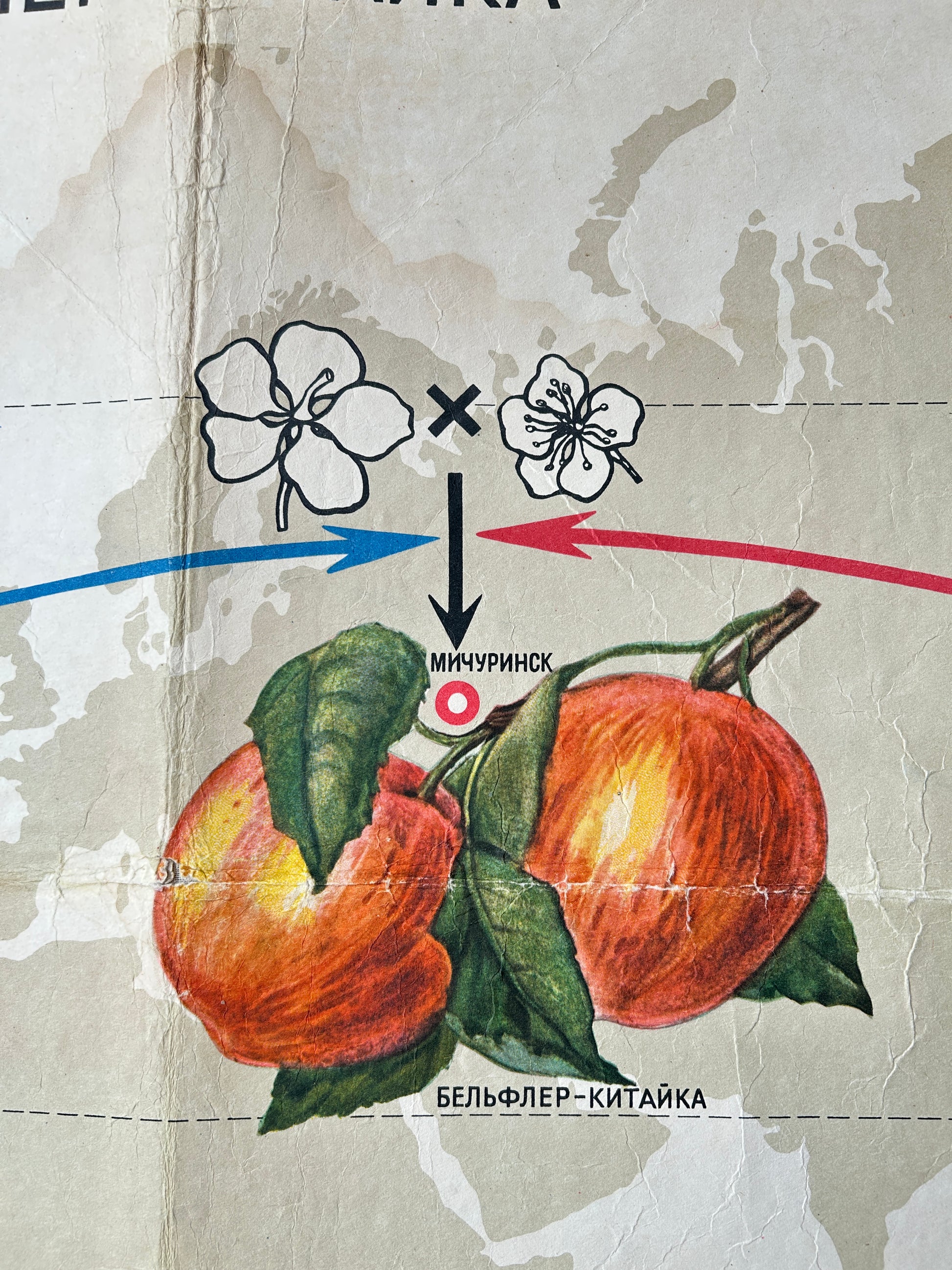 illustration detail of soviet vintage educational poster - apples and apple blossom