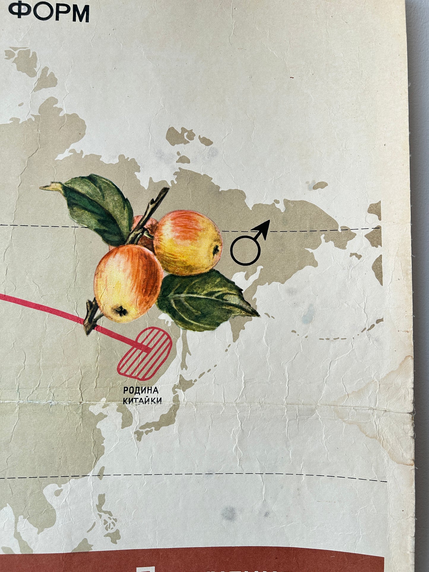 1968 Soviet Vintage Biology School Chart "Working Methods of I. V. Michurin, Hybridisation of Geographically Distant Forms" Paper On Linen, Soviet Mid Century Botanical APPLE Breeding Poster