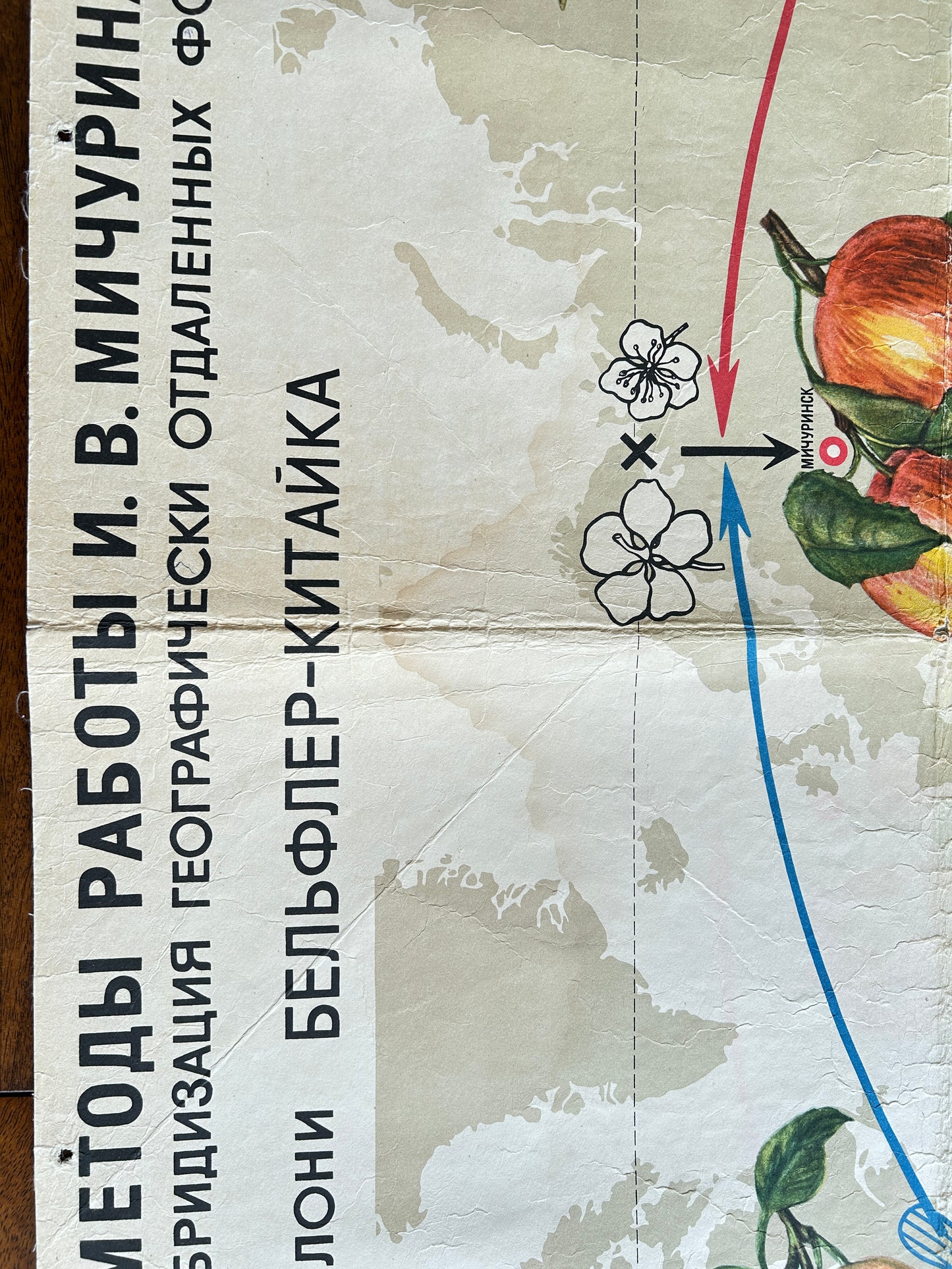 1968 Soviet Vintage Biology School Chart "Working Methods of I. V. Michurin, Hybridisation of Geographically Distant Forms" Paper On Linen, Soviet Mid Century Botanical APPLE Breeding Poster