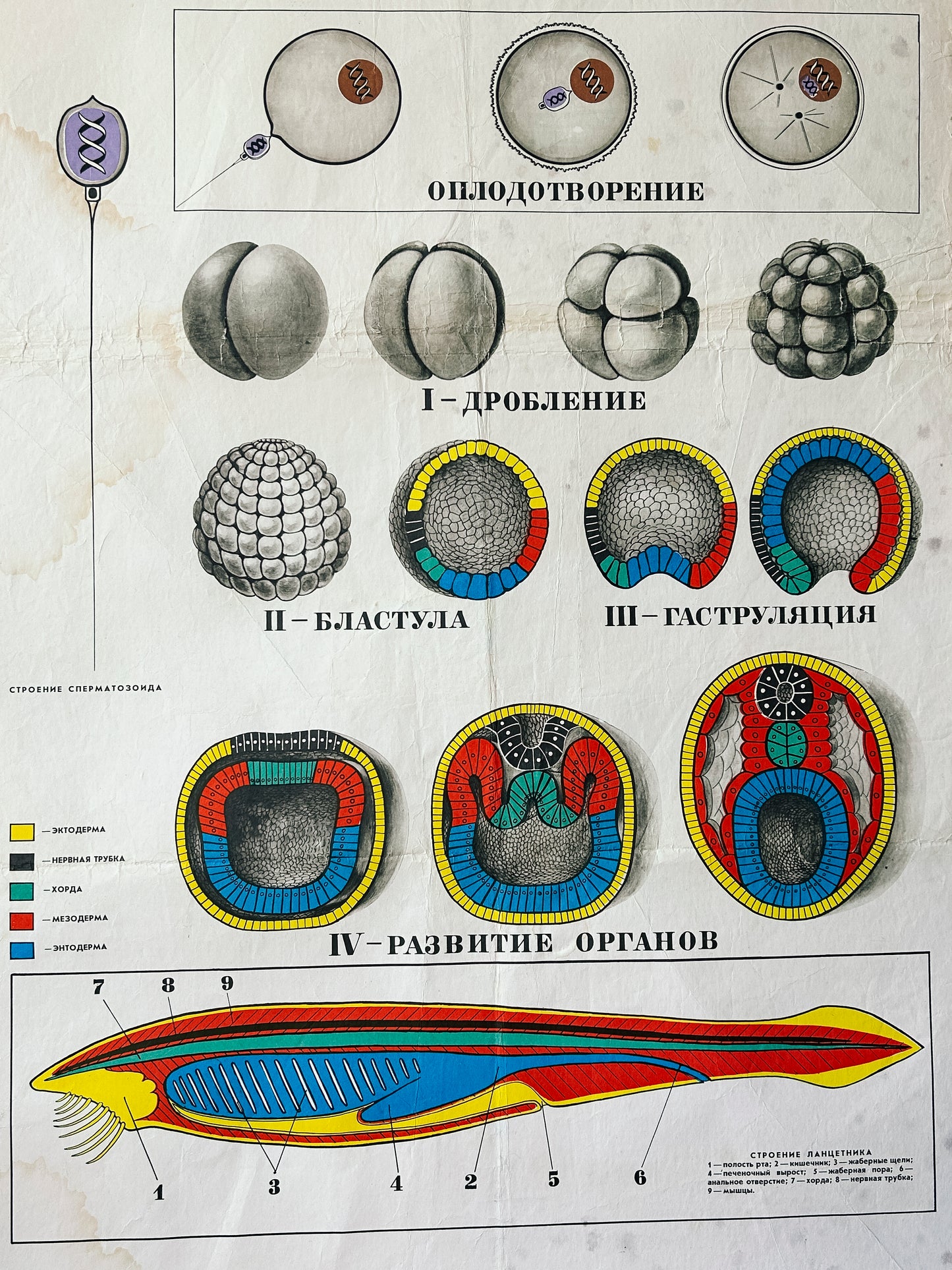 1978 Soviet Vintage Large Biology School Chart "Individual Development of Chordates, LANCET)" Paper On Linen, USSR Mid Century Educational Poster