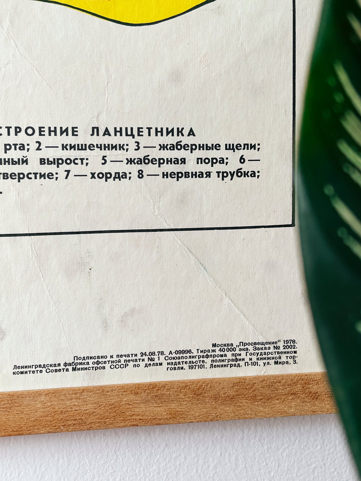 1978 Soviet Vintage Large Biology School Chart "Individual Development of Chordates, LANCET)" Paper On Linen, USSR Mid Century Educational Poster