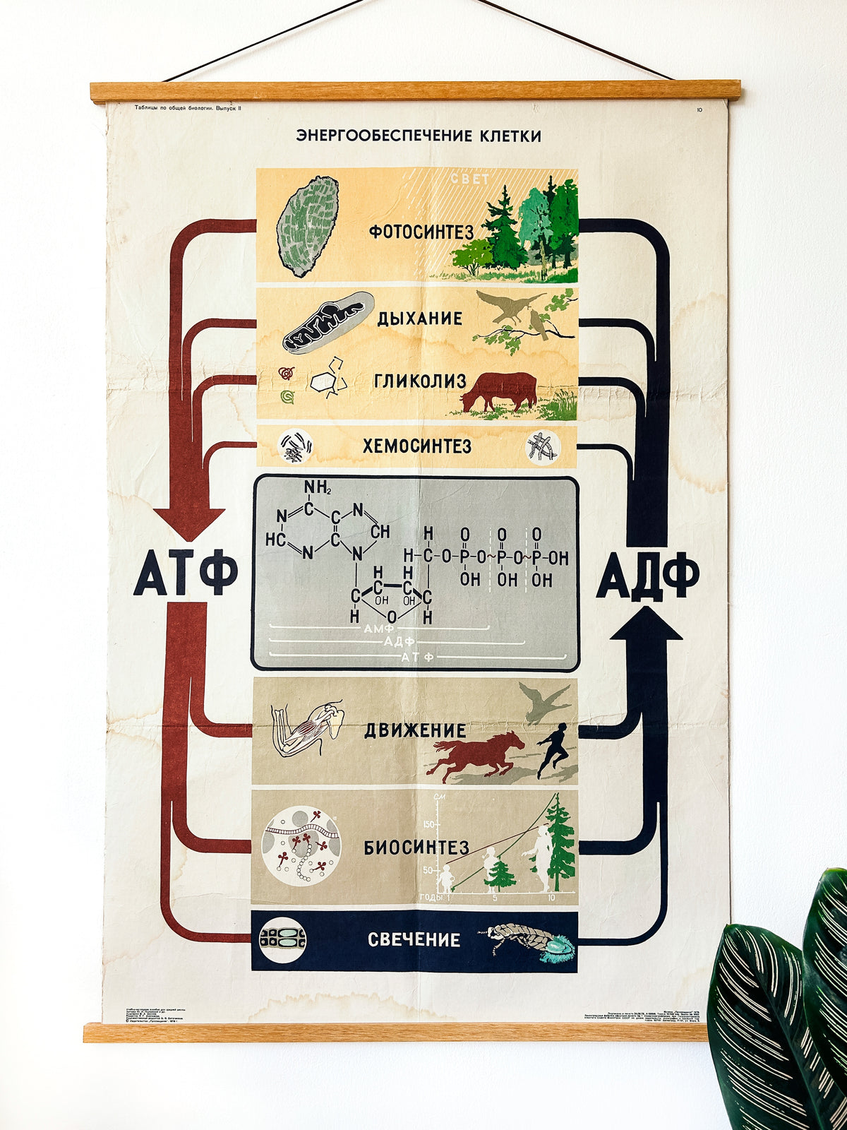 Large original Soviet mid-century biology school poster “Energy Supply of the Cell" printed in the USSR in 1978 on paper with linen backing, an educational science diagram featuring illustrated diagrams of cells, arrows, chemical formulas, and small nature illustrations.