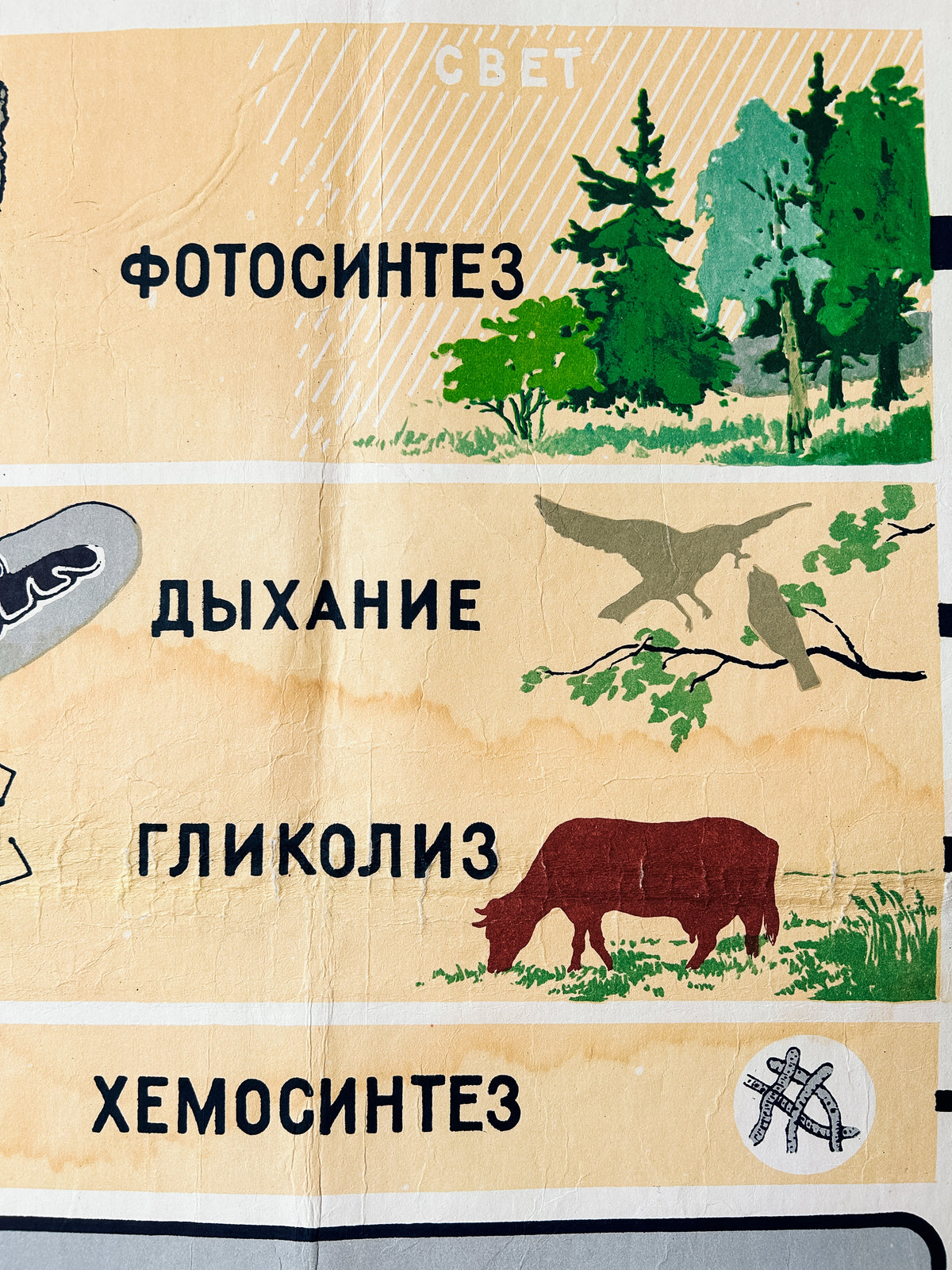 Detail of a Soviet mid-century biology school poster “Energy Supply of the Cell" featuring nature illustrations.