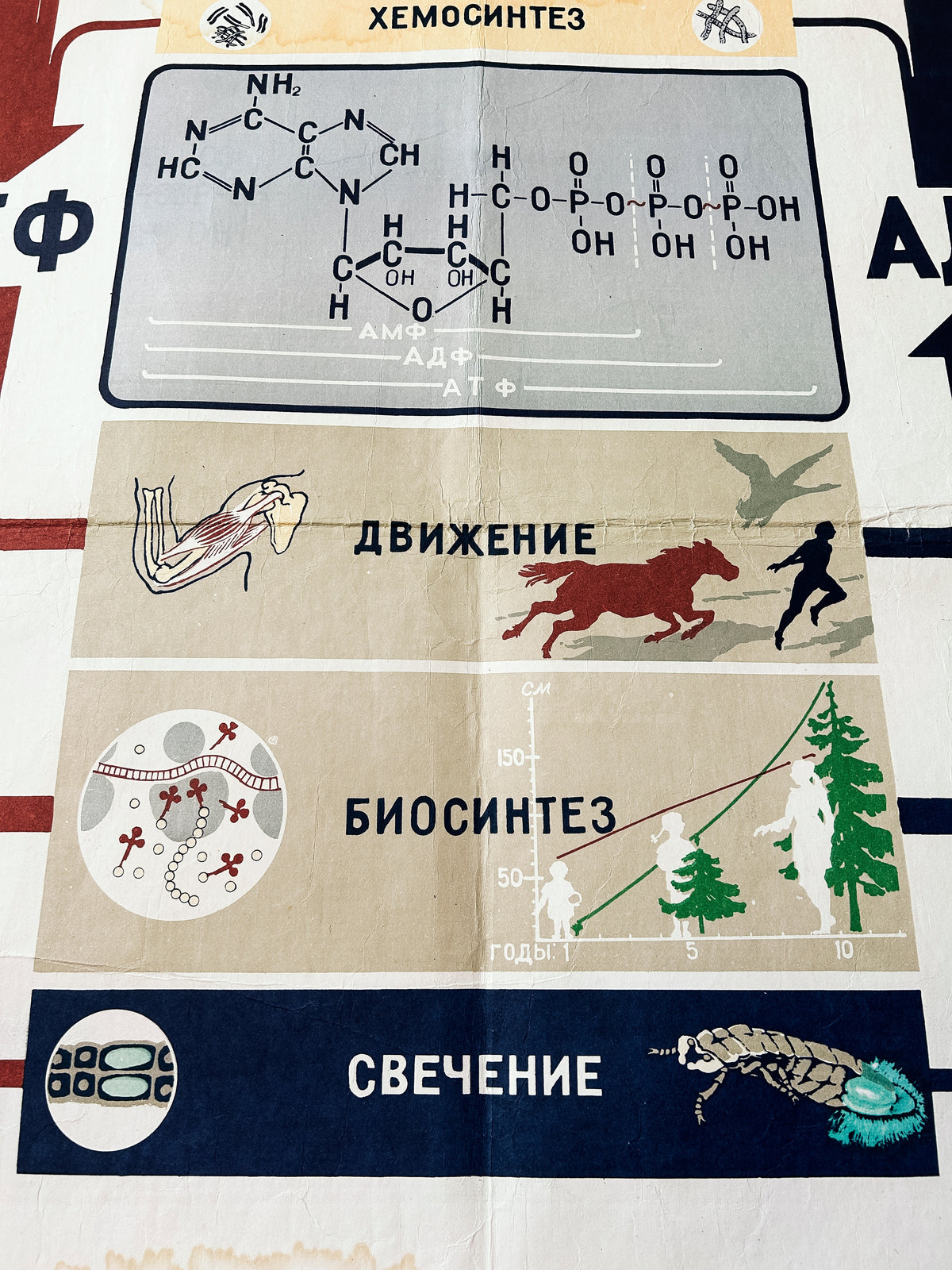 Detail of a Soviet mid-century biology school poster “Energy Supply of the Cell". An educational science diagram featuring illustrated diagrams of cells, arrows, chemical formulas, and small nature illustrations.