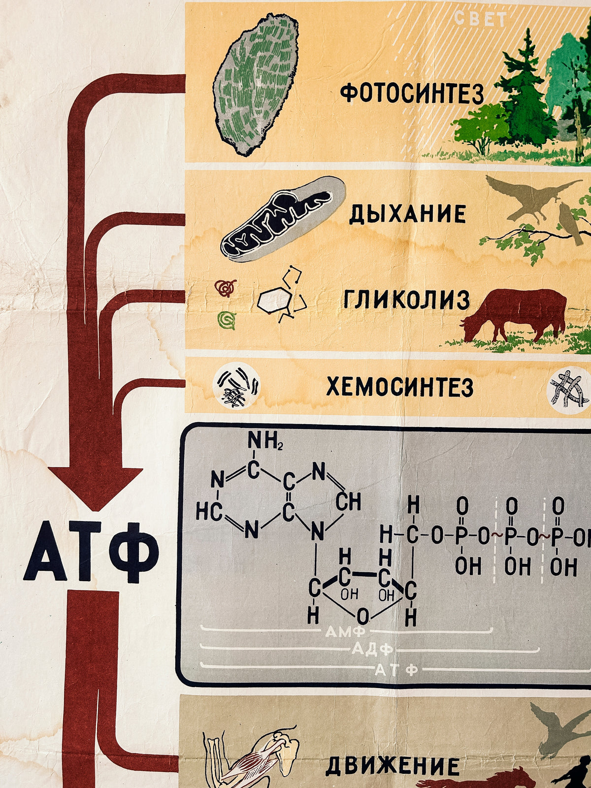 Detail of a Soviet mid-century biology school poster, “Energy Supply of the Cell", an educational science diagram featuring illustrated diagrams of cells, arrows, chemical formulas, and small nature illustrations.