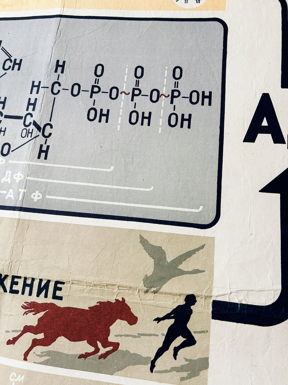 Detail of a Soviet mid-century biology school poster “Energy Supply of the Cell", an educational science diagram featuring illustrated diagrams of cells, arrows, chemical formulas, and small nature illustrations.