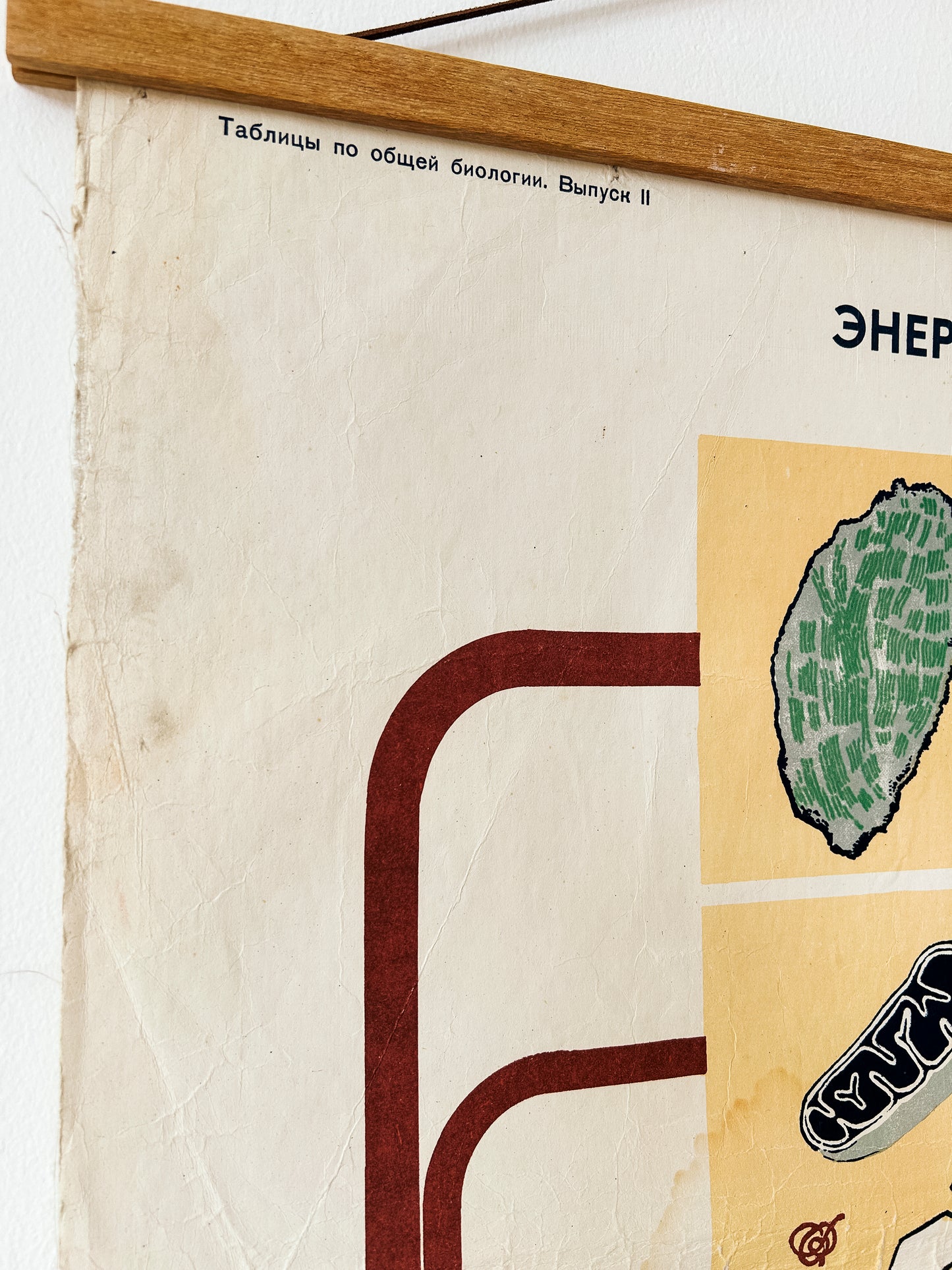 1978 Soviet Vintage Large Biology School Chart "ENERGY SUPPLY OF THE CELL" Paper On Linen, USSR Mid Century Educational Poster