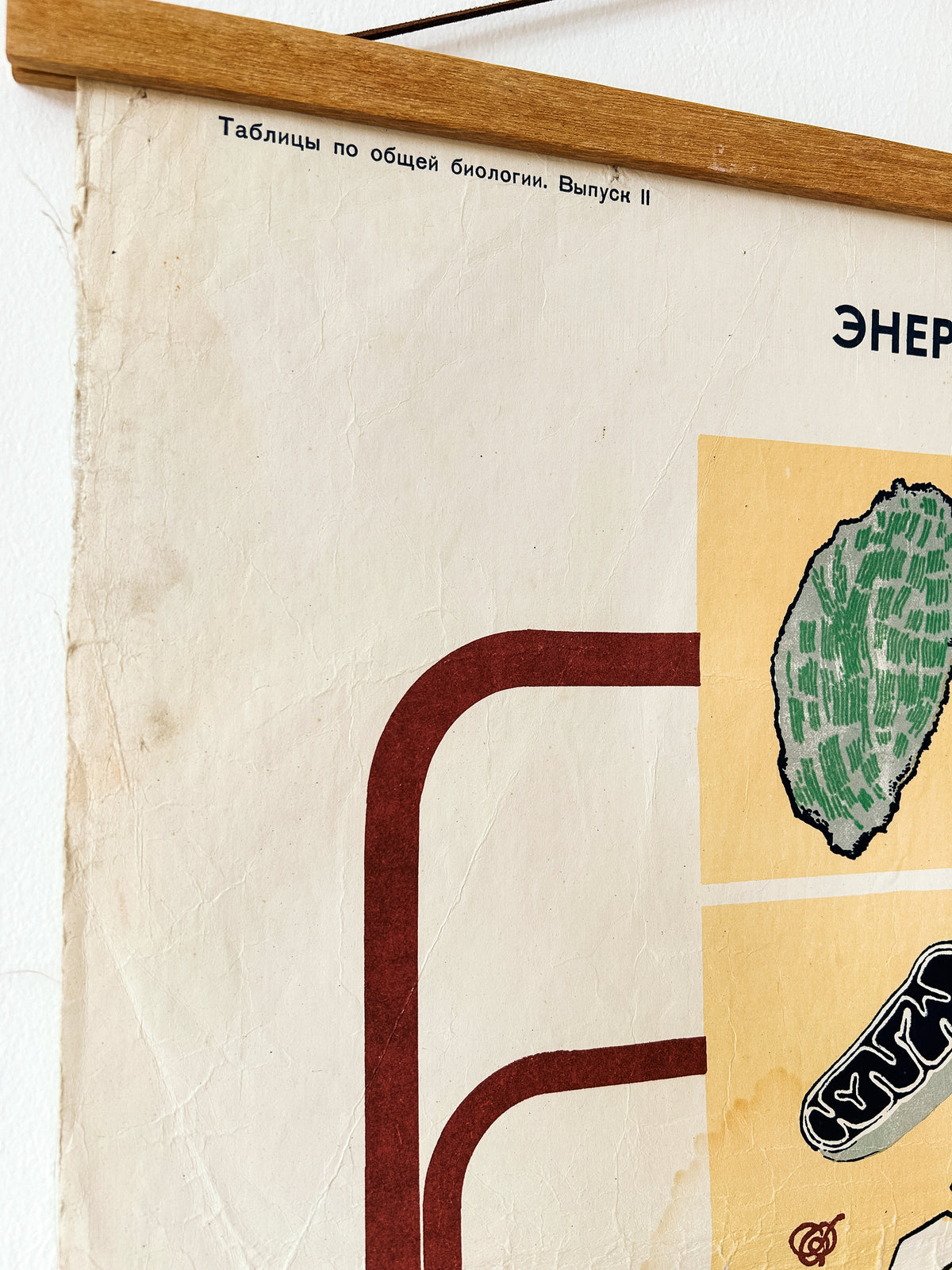 1978 Original Soviet Vintage Large Biology School Chart "ENERGY SUPPLY OF THE CELL" Paper On Linen, USSR Mid Century Educational Poster