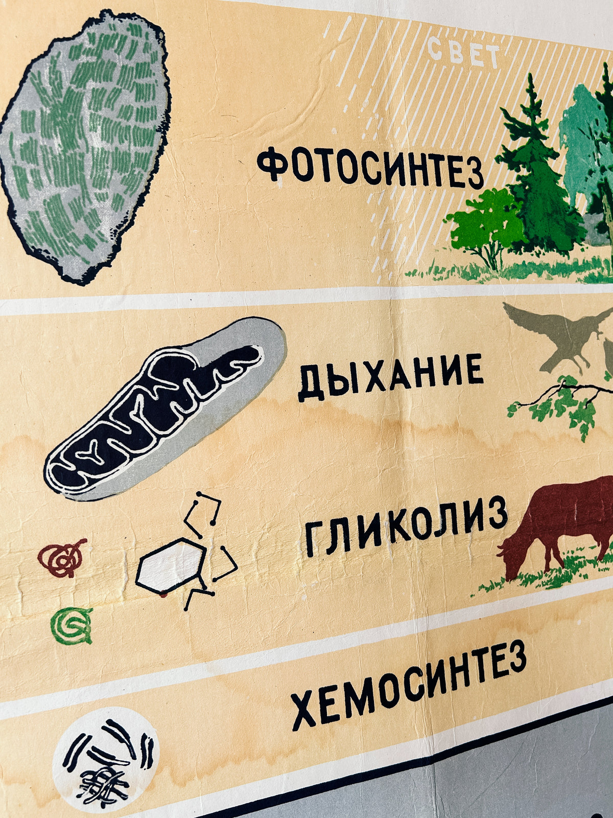 Detail of a Soviet mid-century biology school poster “Energy Supply of the Cell", an educational science diagram featuring illustrated diagrams of cells and small nature illustrations.