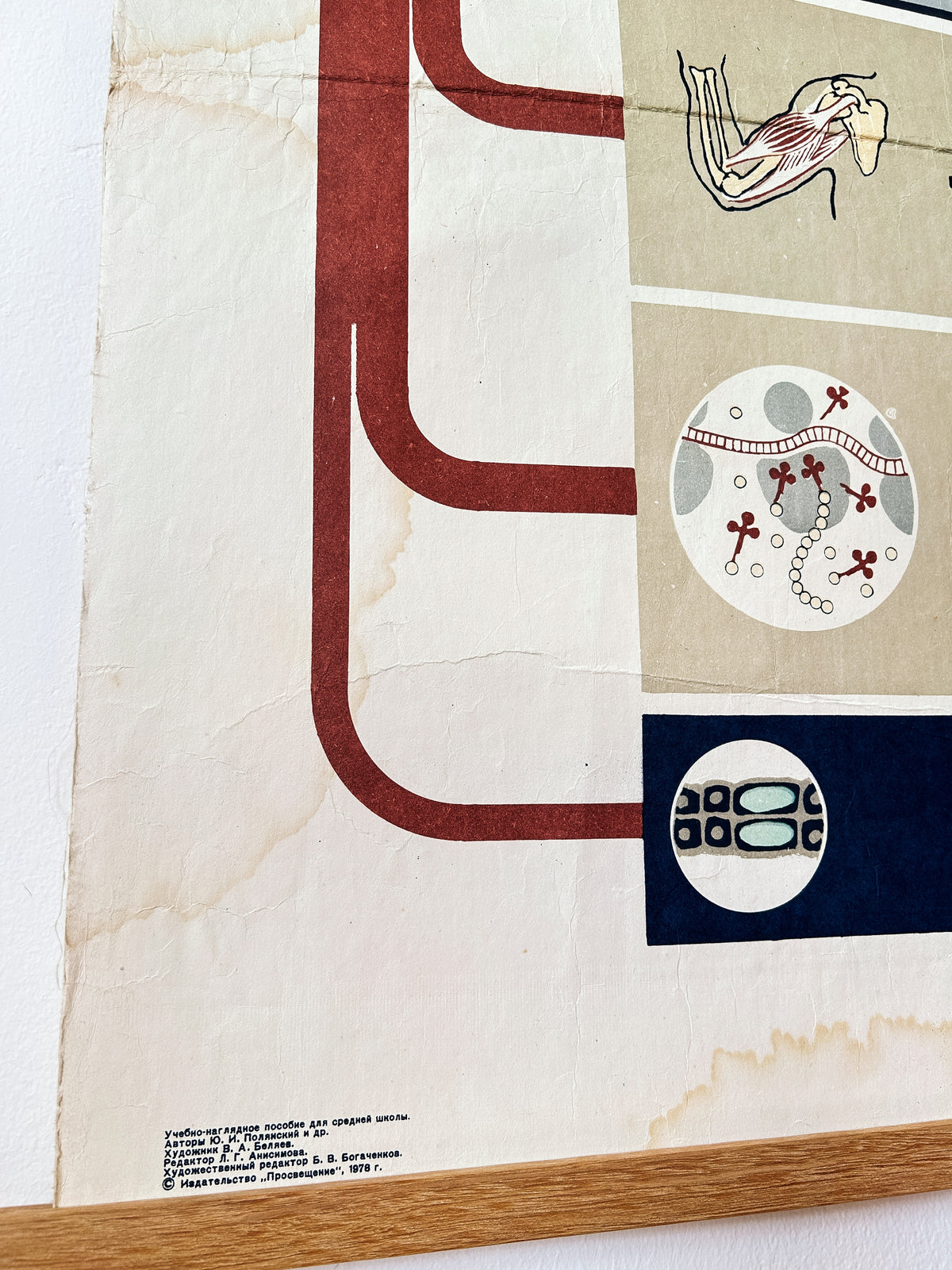 A corner detail of a Soviet vintage illustrated poster "Energy Supply of the Cell" featuring small scientific drawings and printed typography info at the bottom.