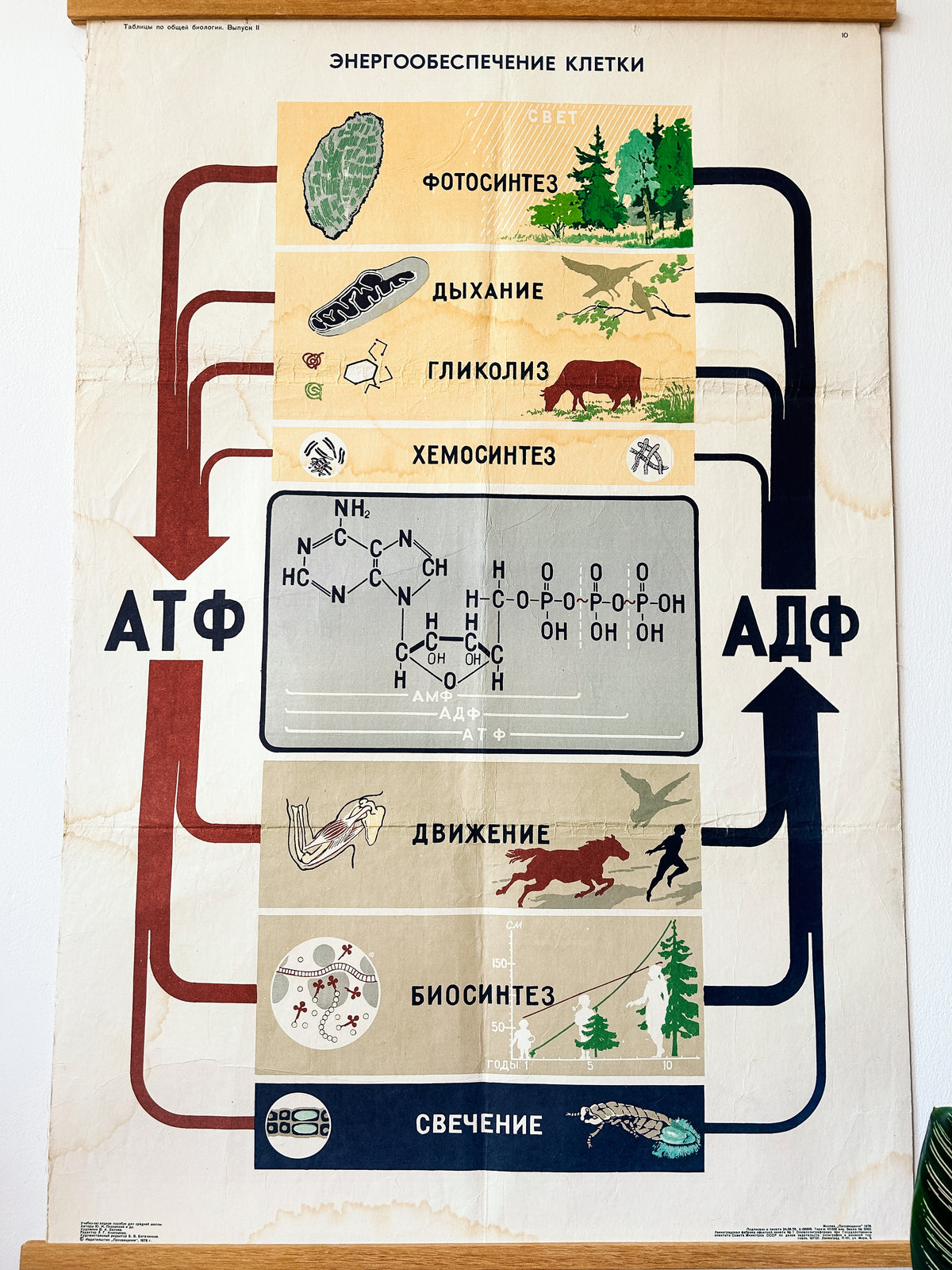 Soviet mid-century biology school poster, “Energy Supply of the Cell", an educational science diagram featuring illustrated diagrams of cells, arrows, chemical formulas, and small nature illustrations.