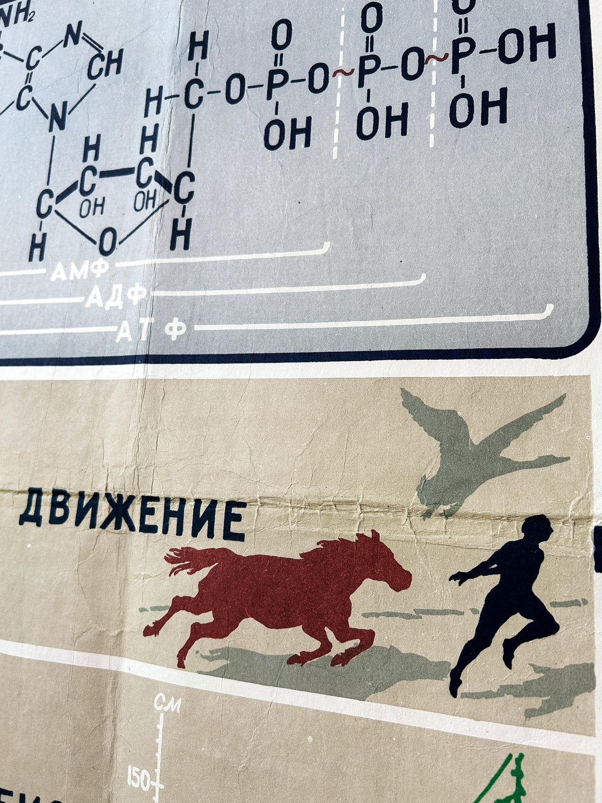 A close-up detail of a Soviet biology poster "Energy Supply of the Cell" showing a chemical structure at the top and a stylised scene below with the Russian word 'движение' above a red horse, a black human silhouette, and a grey bird on a beige background.