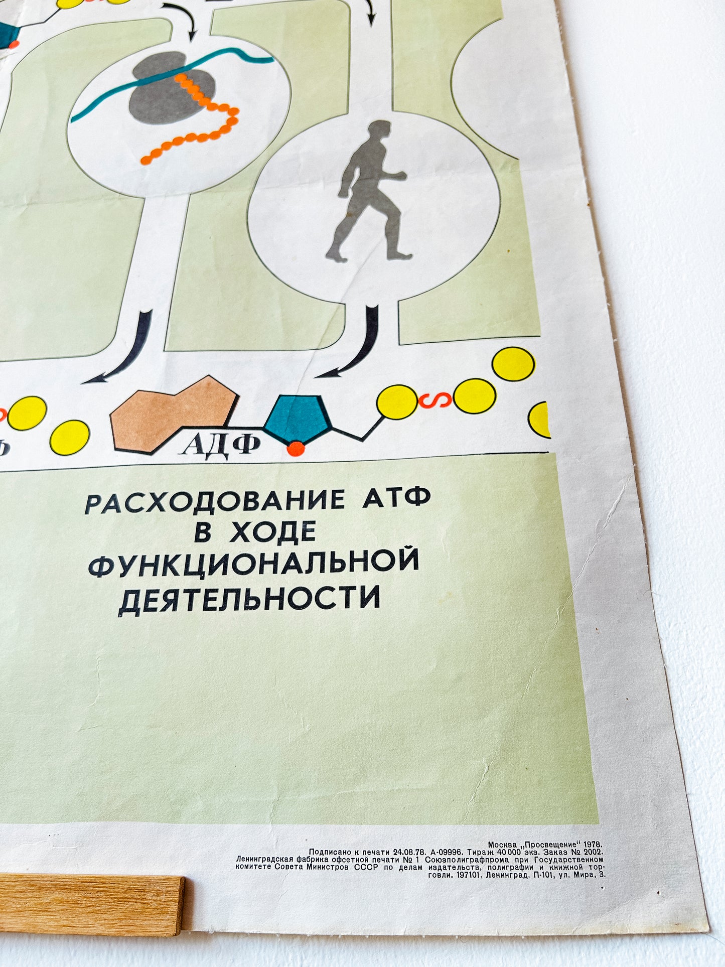 soviet vintage educational poster diagram metabolism of carbohydrates ATP CONSUMPTION DURING
FUNCTIONAL ACTIVITIES