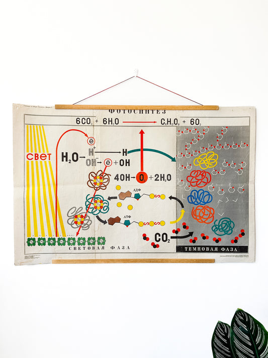 1978 Soviet Vintage Large Biology School Chart "PHOTOSYNTHESIS" Paper On Linen, USSR Mid Century Educational Poster