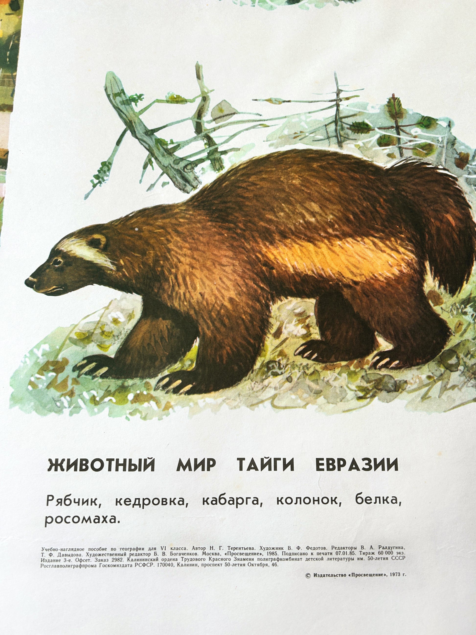 Soviet vintage educational poster detail showing a wolverine in a Eurasian Taiga