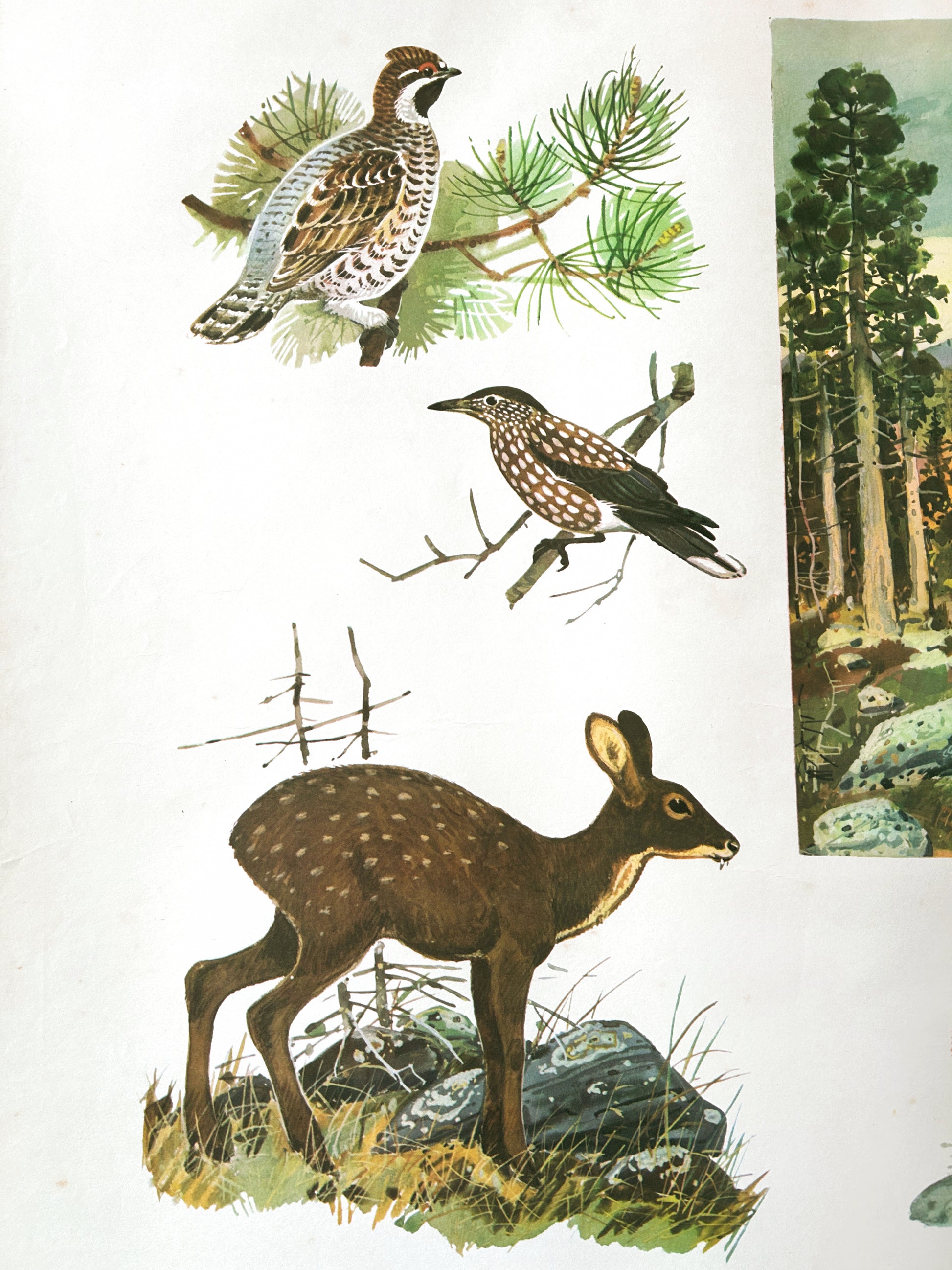 Soviet vintage poster detail - animals of Eurasian Taiga: deer, grouse, nutcracker.