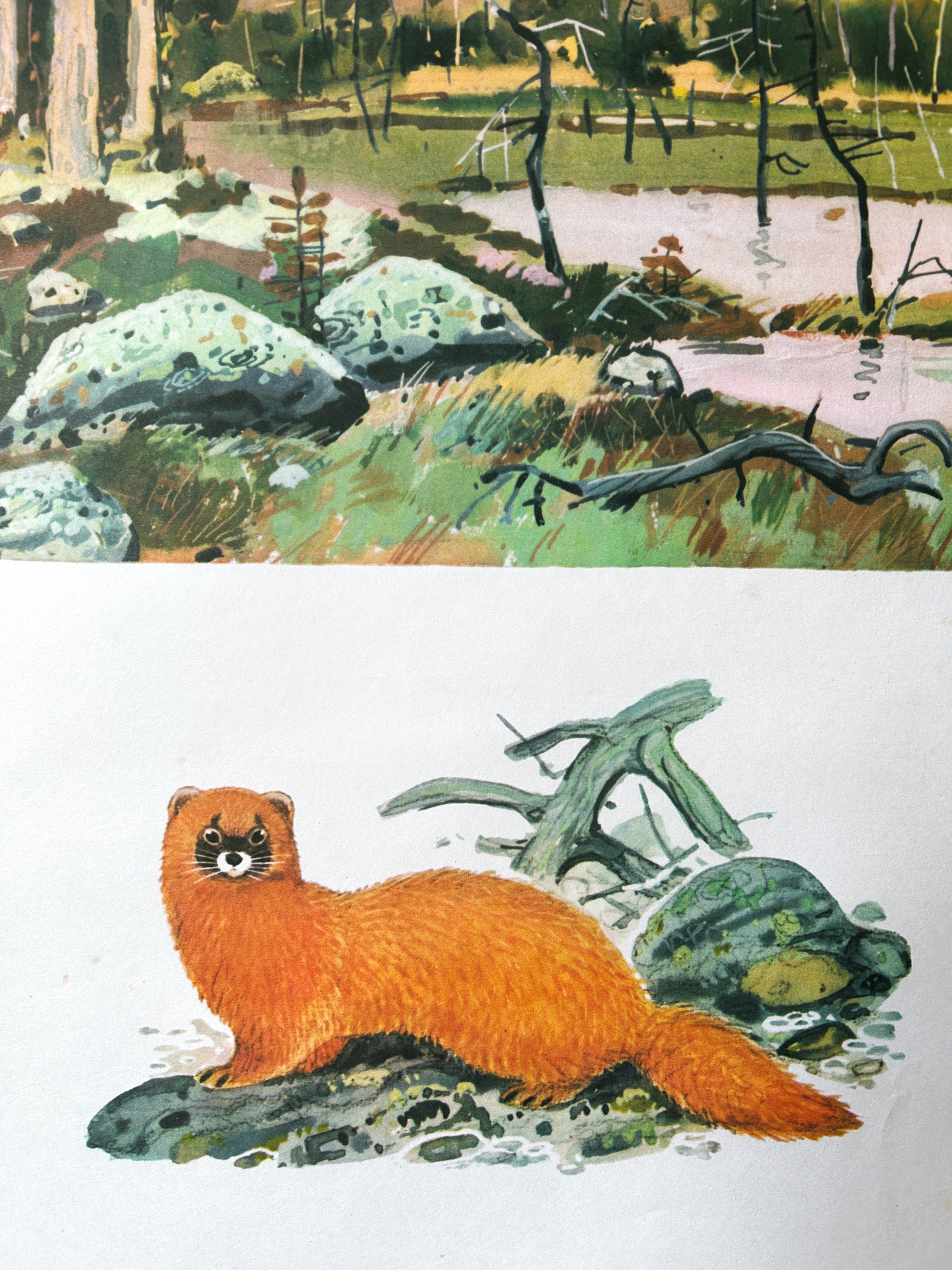 Soviet vintage educational poster detail featuring a weasel with his natural habitat - Eurasian Taiga above him