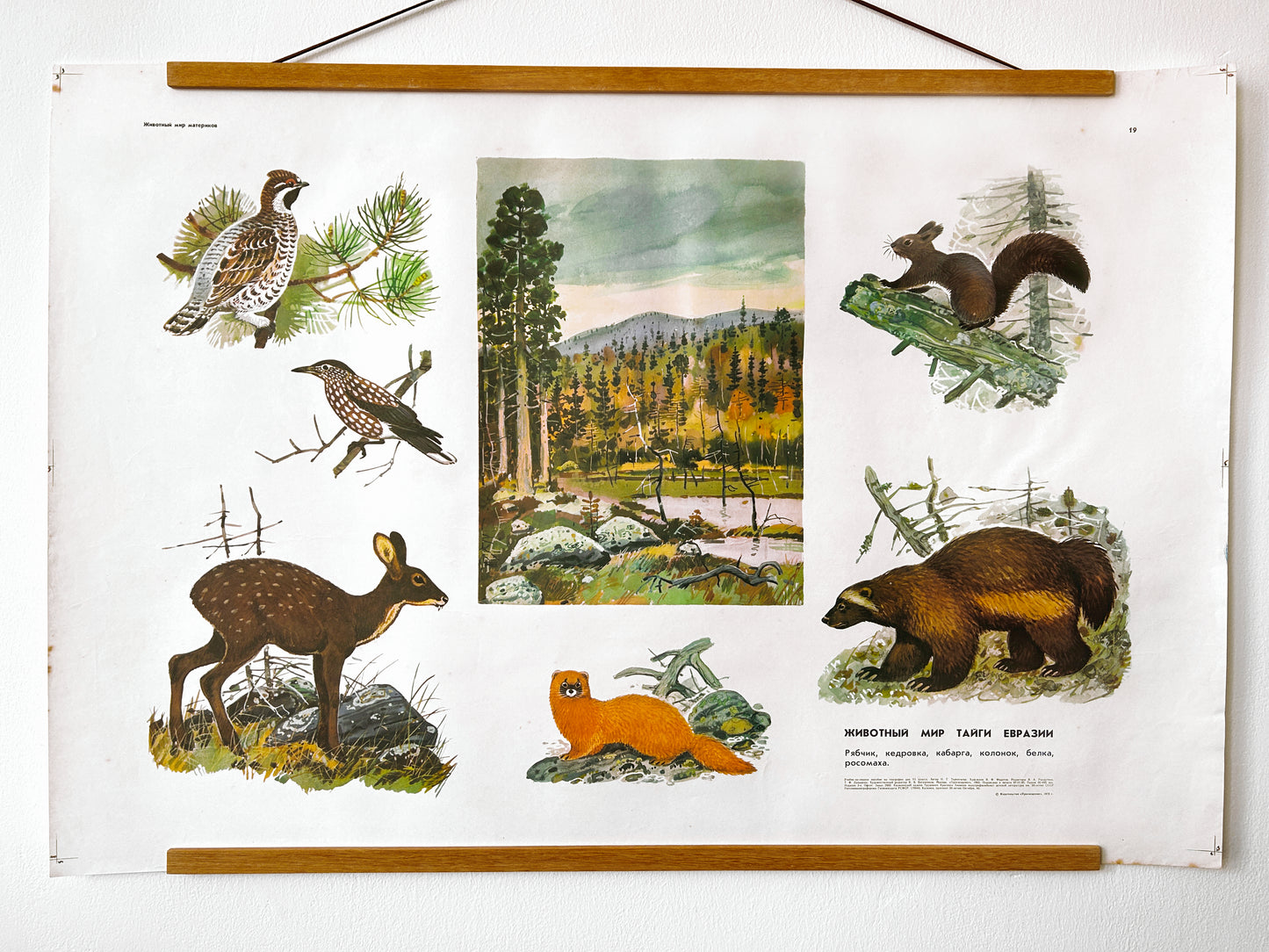 Soviet vintage educational poster featuring illustrated wildlife of Eurasian Taiga and a central forest landscape scene.