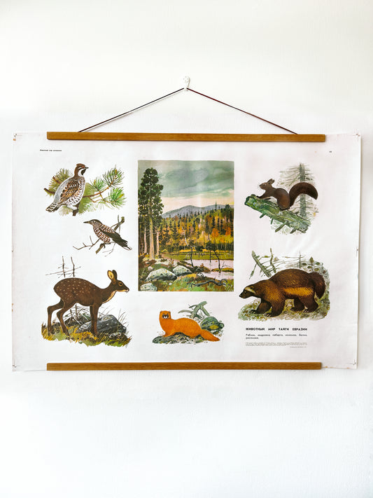 An original Soviet vintage educational poster featuring native animals and birds of the Eurasian taiga and a central landscape scene of their natural habitat. 