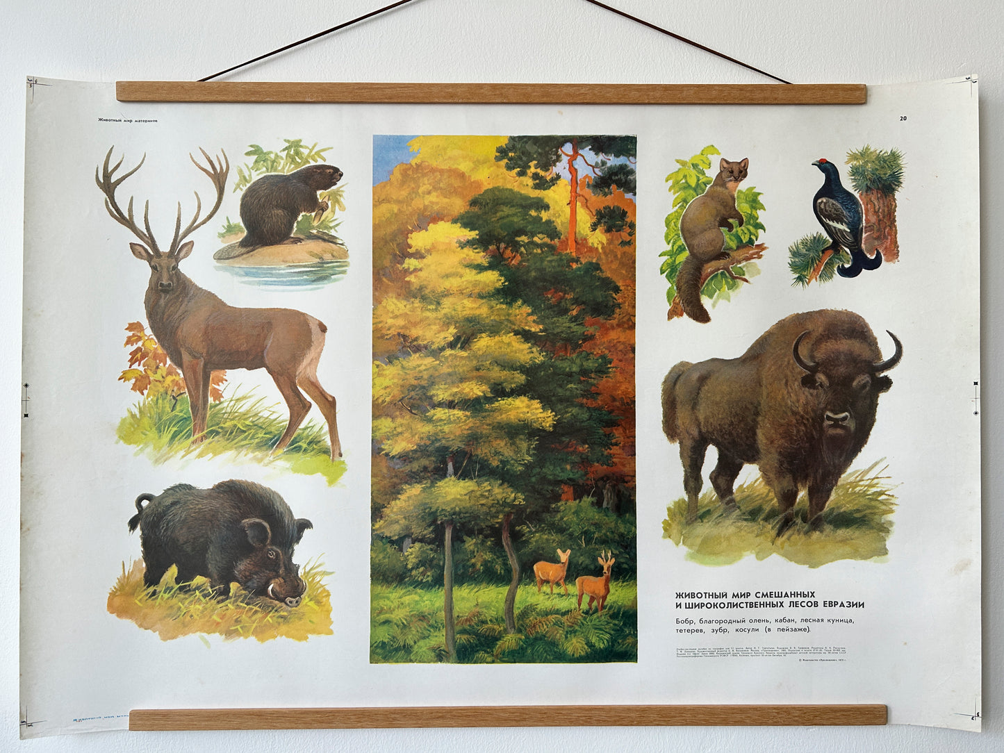 Soviet vintage educational school poster features illustrations of various animals commonly found in mixed and broadleaf forests of Eurasia: beaver, red deer, wild boar, forest marten, and black grouse.
