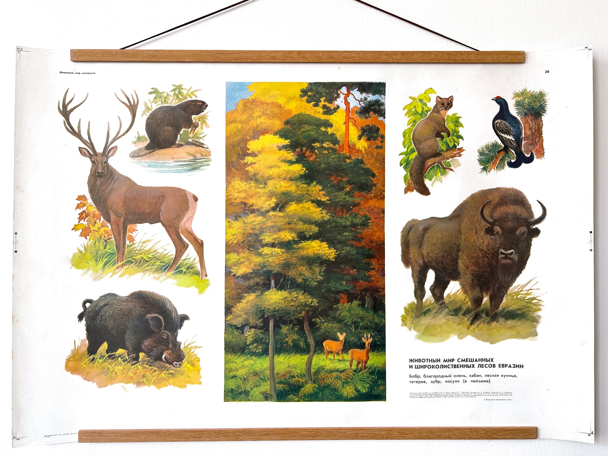 Soviet vintage educational school poster features illustrations of various animals commonly found in mixed and broadleaf forests of Eurasia: beaver, red deer, wild boar, forest marten, and black grouse.