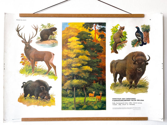 Soviet vintage educational school poster features illustrations of various animals commonly found in mixed and broadleaf forests of Eurasia: beaver, red deer, wild boar, forest marten, and black grouse.