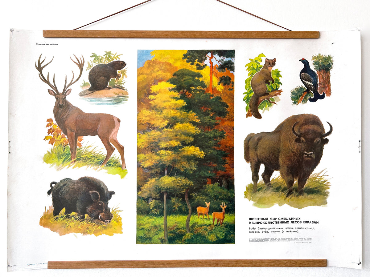 Soviet vintage educational school poster features illustrations of various animals commonly found in mixed and broadleaf forests of Eurasia: beaver, red deer, wild boar, forest marten, and black grouse.