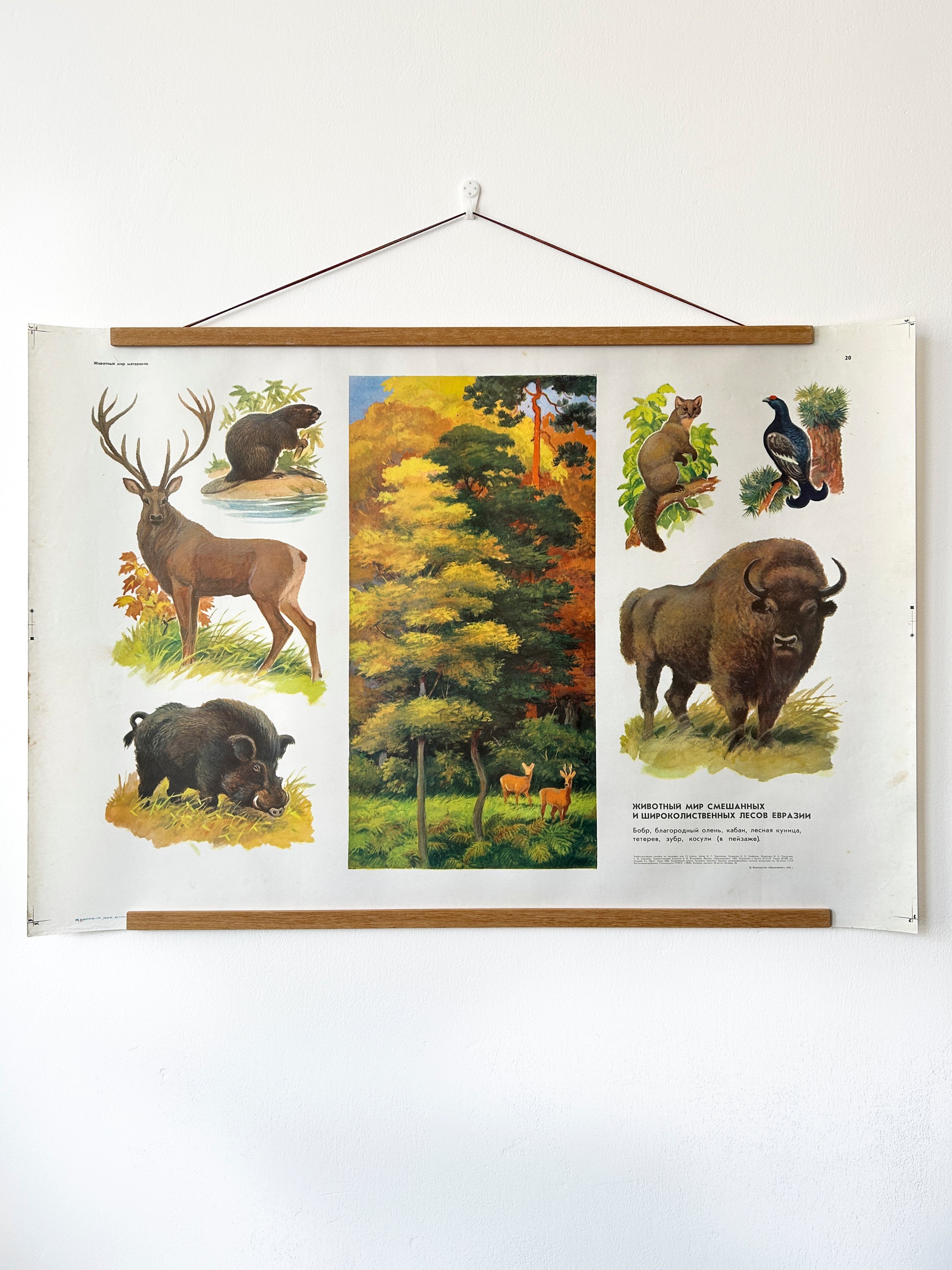 Soviet vintage educational school poster features illustrations of various animals commonly found in mixed and broadleaf forests of Eurasia: beaver, red deer, wild boar, forest marten, and black grouse.
