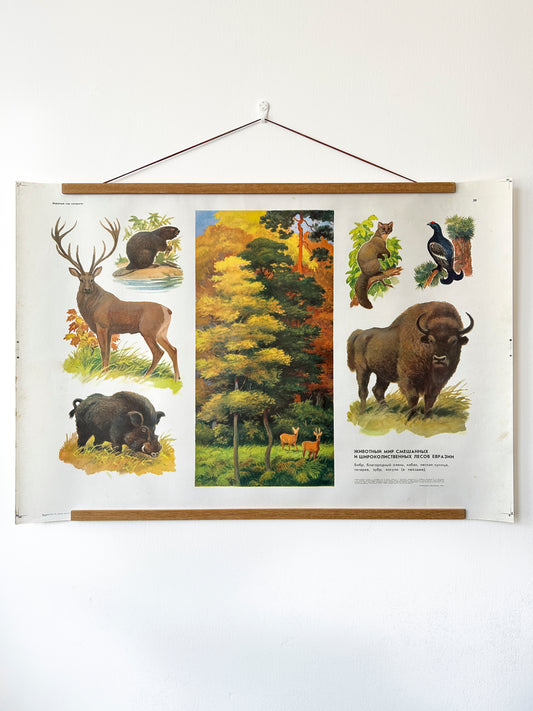 Soviet vintage educational school poster features illustrations of various animals commonly found in mixed and broadleaf forests of Eurasia: beaver, red deer, wild boar, forest marten, and black grouse.