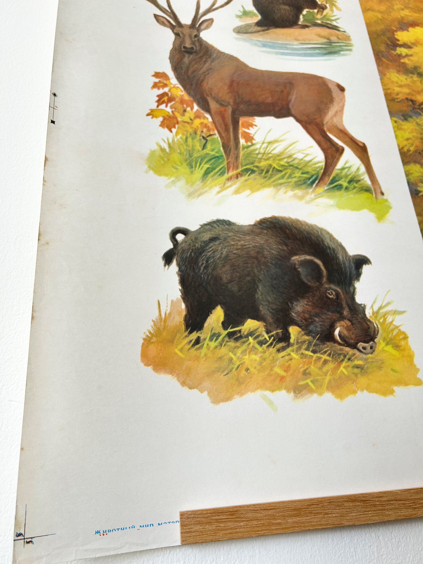 Illustration of a deer and wild boar, detail of a Soviet vintage educational poster