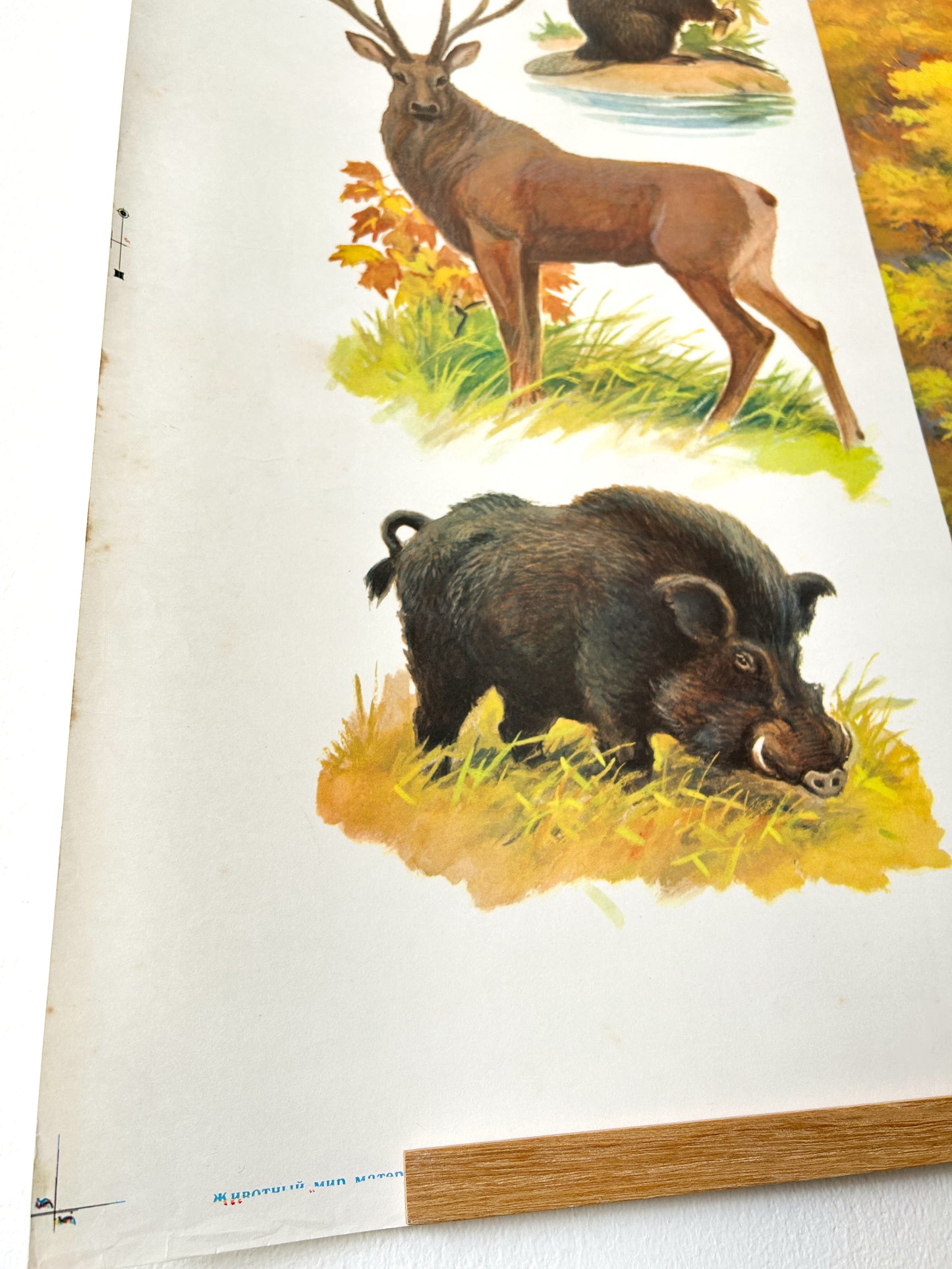 Soviet vintage animal print poster featuring a brown deer and a dark wild boar painted in a naturalistic style on a white background.