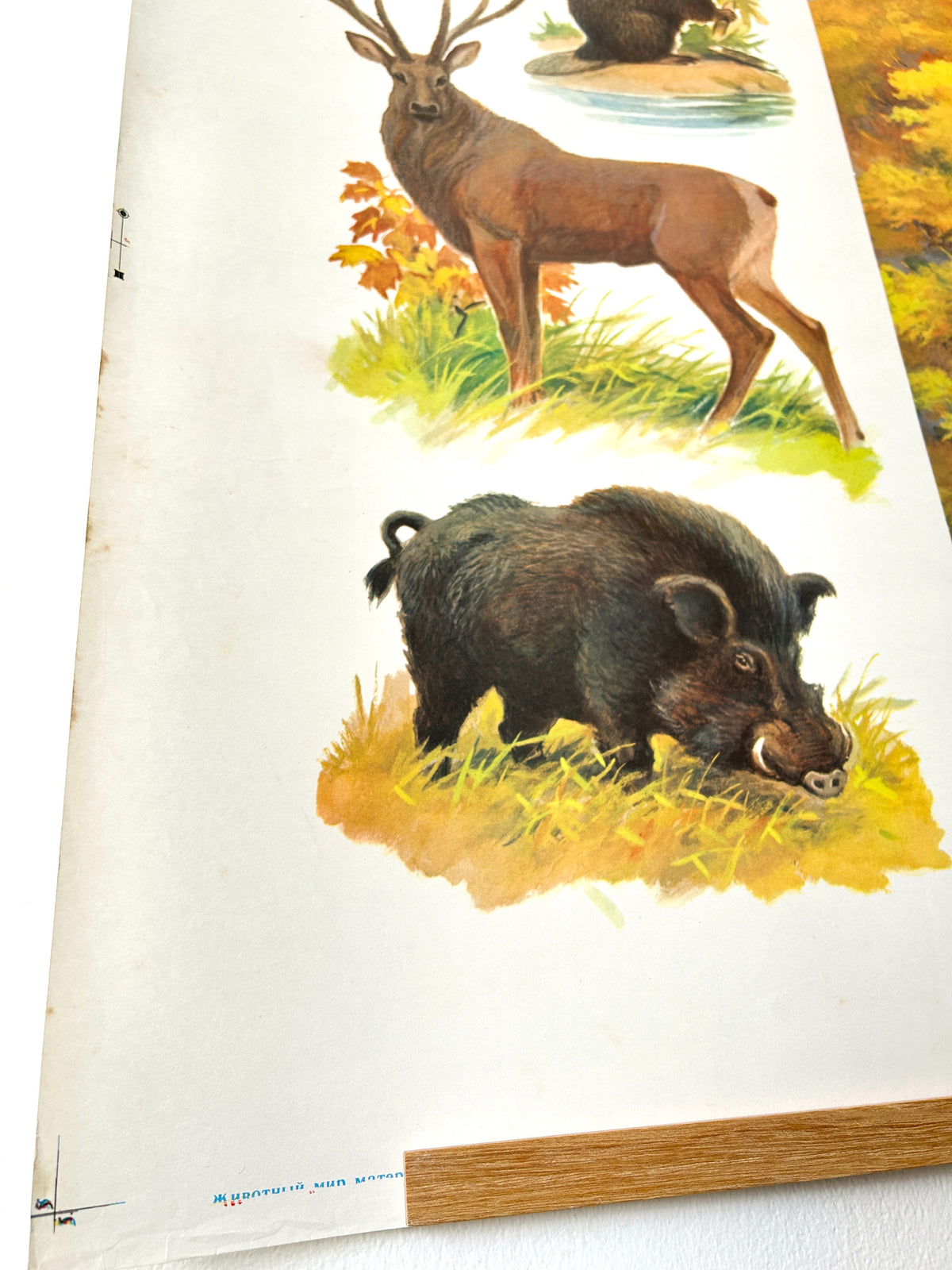 Original Soviet Vintage Educational Wildlife Poster – Eurasian Forest Animals: Deer, Bison, Wild Boar, Beaver | USSR School Chart