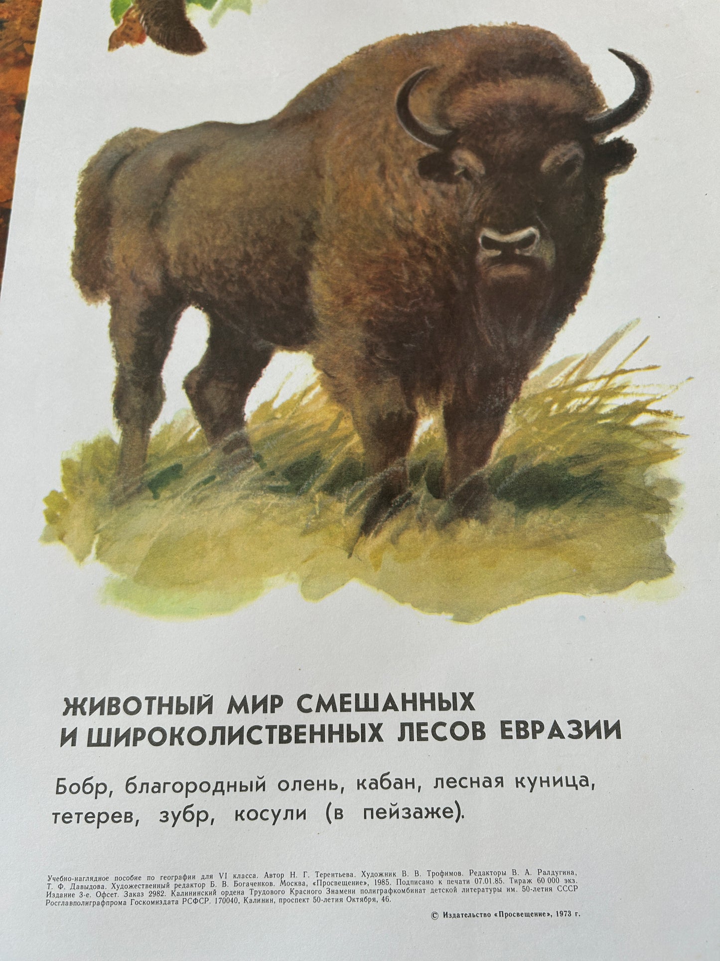 Soviet vintage educational school poster detail features illustration of a bison