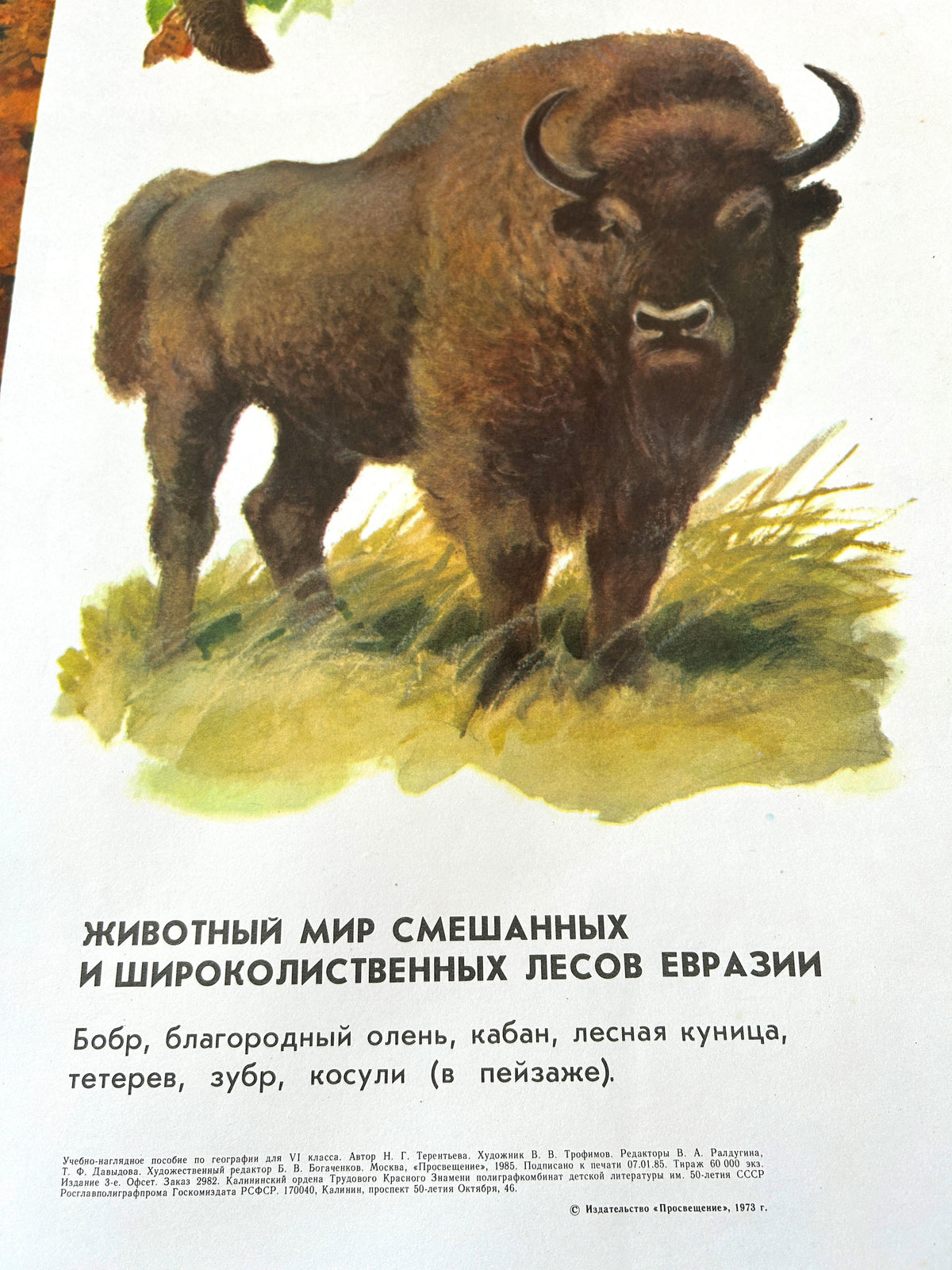 A detail of a Soviet vintage educational school poster featuring an illustration of an aurochs.