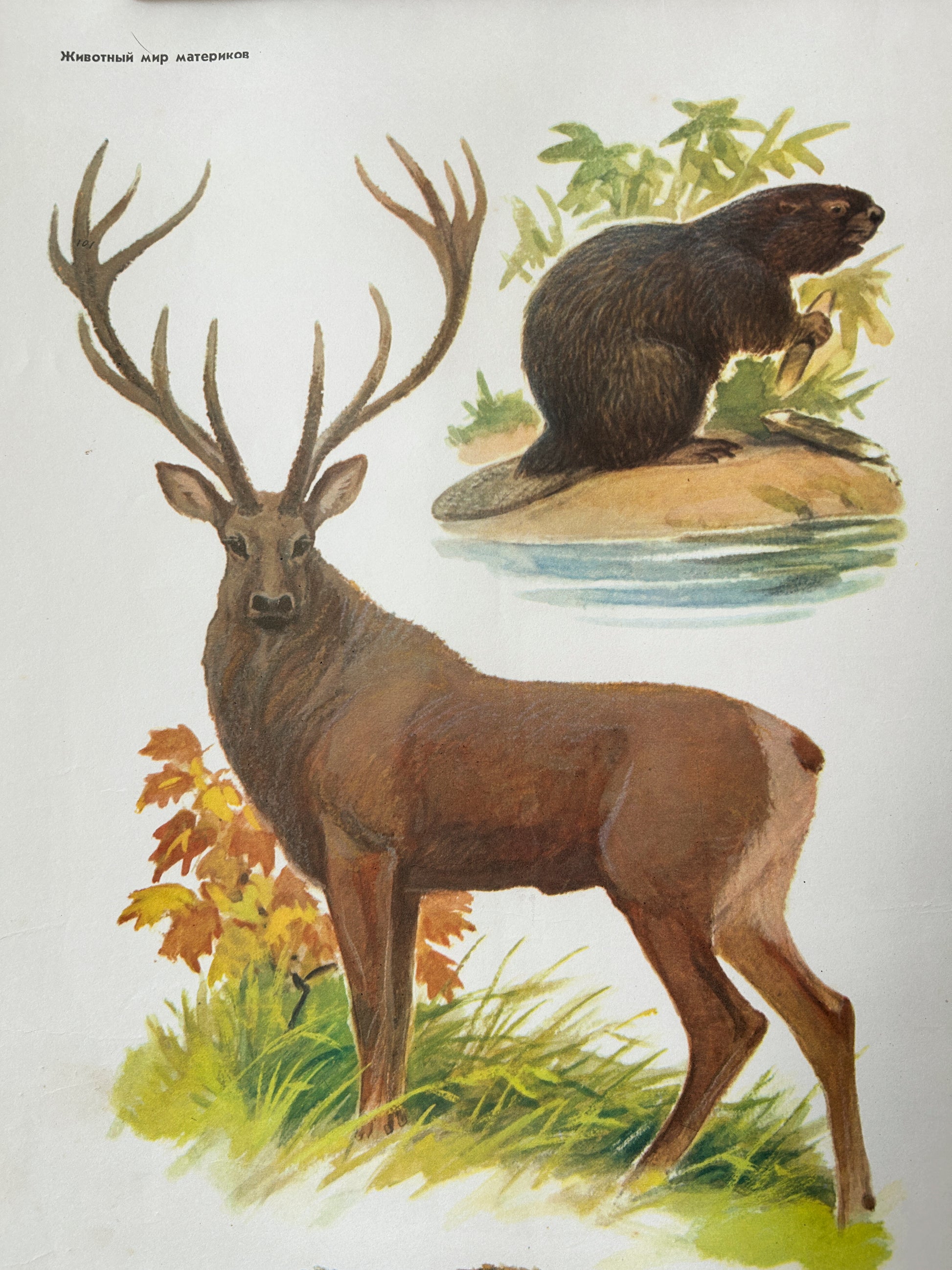 Soviet vintage illustration of a deer and a beaver