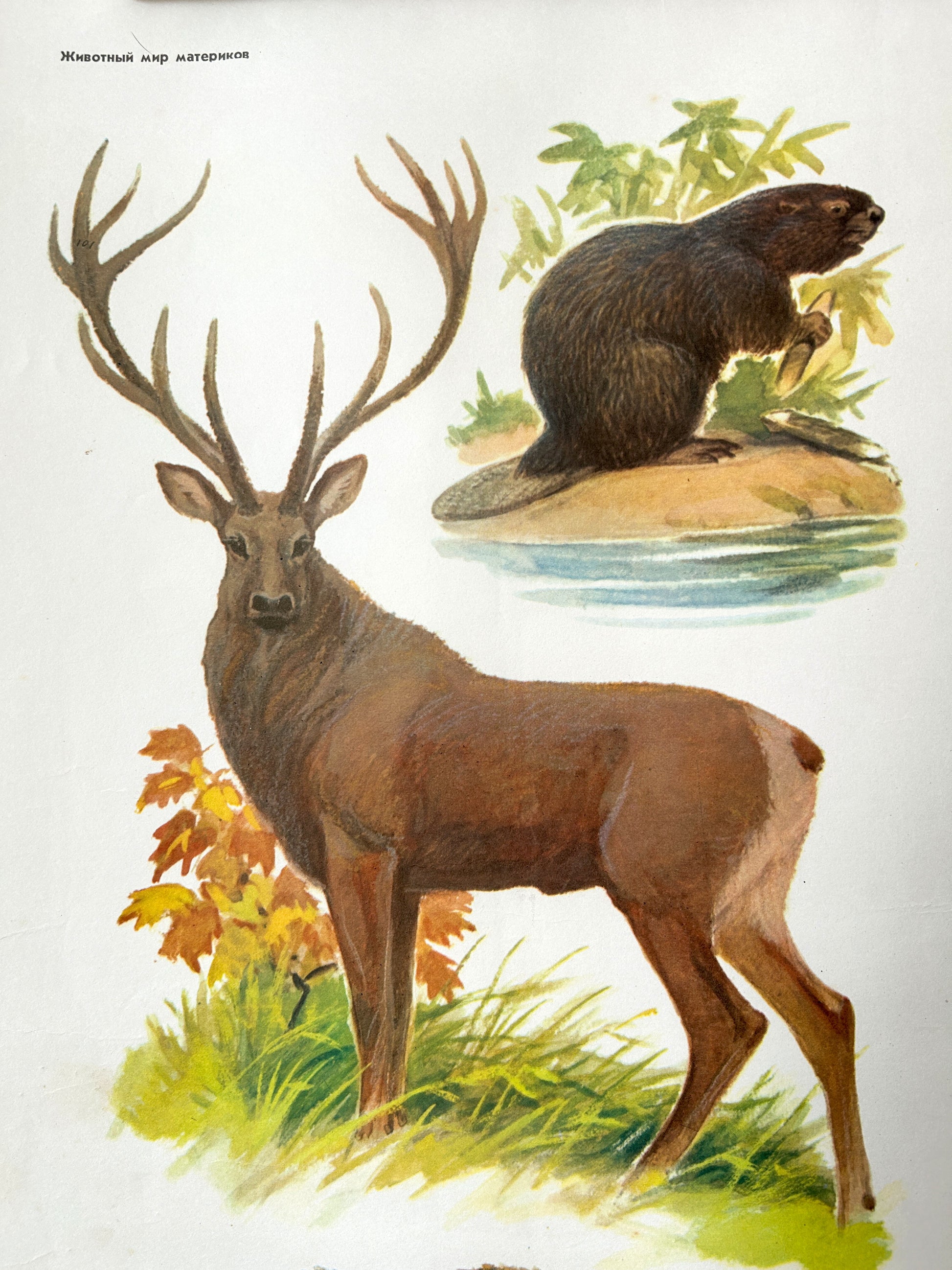 Soviet vntage natural history illustration featuring a large stag with antlers in the foreground and a beaver by the water in the upper right, printed on a white background with small Cyrillic text in the top left.