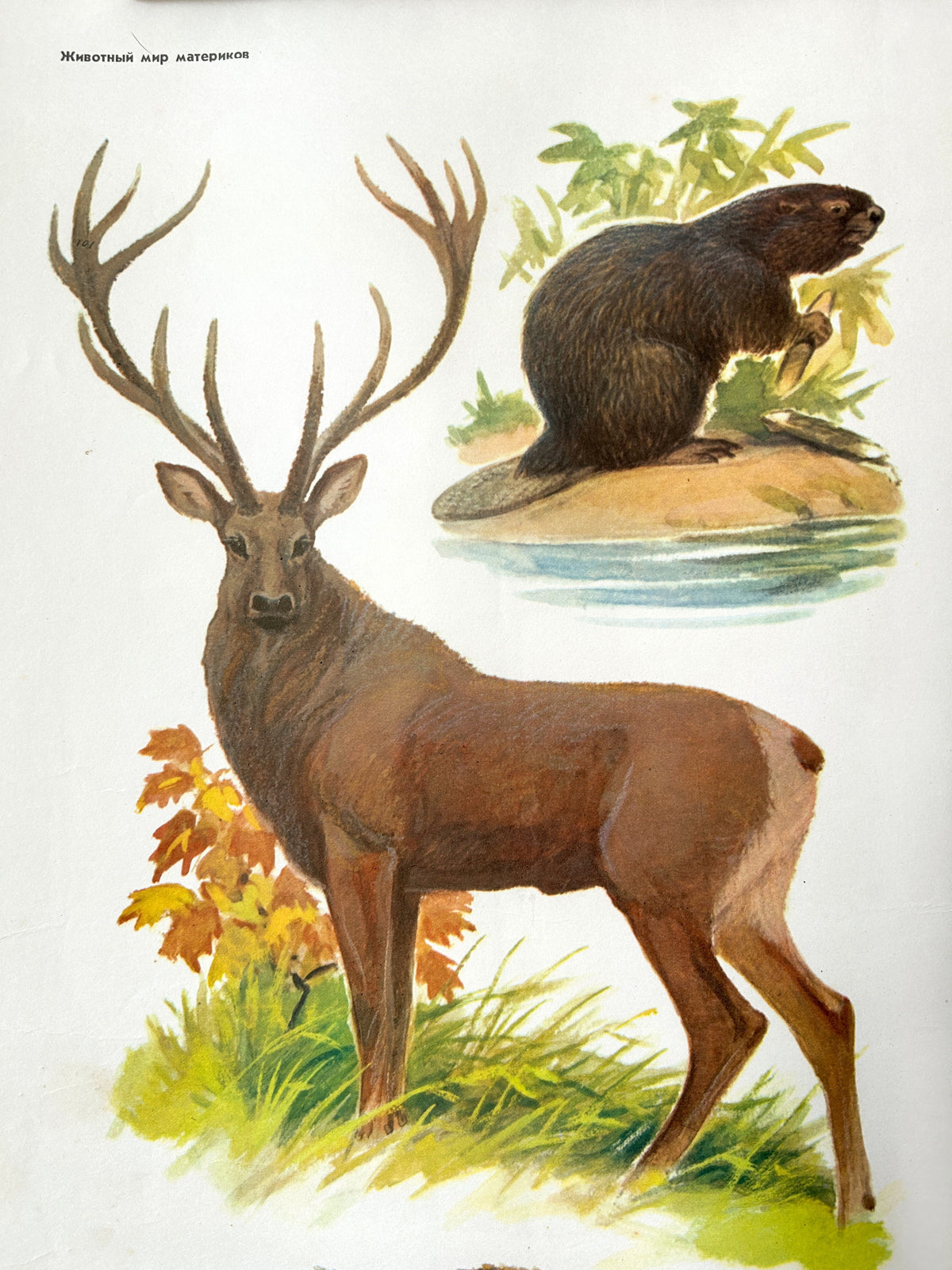 Close-up detail of a Soviet vintage educational school poster featuring illustrations a beaver and a red deer.