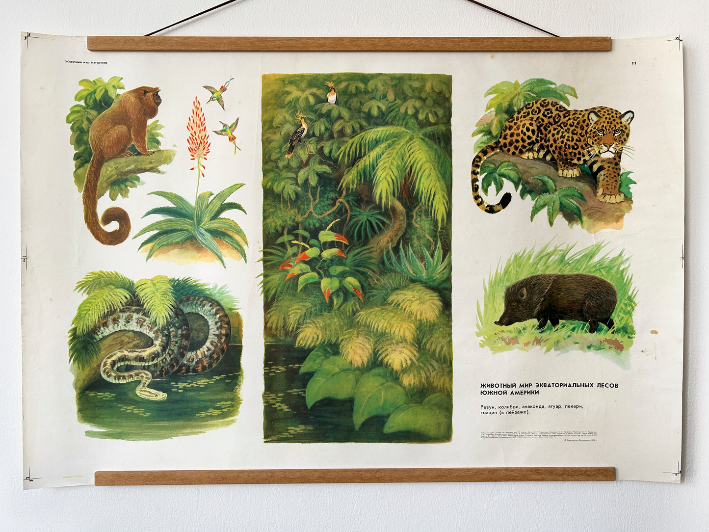 Original Soviet Vintage Educational Wildlife Poster – Animals of Equatorial Forests of South America: Jaguar, Anaconda, Howler Monkey, Hummingbird | USSR School Chart