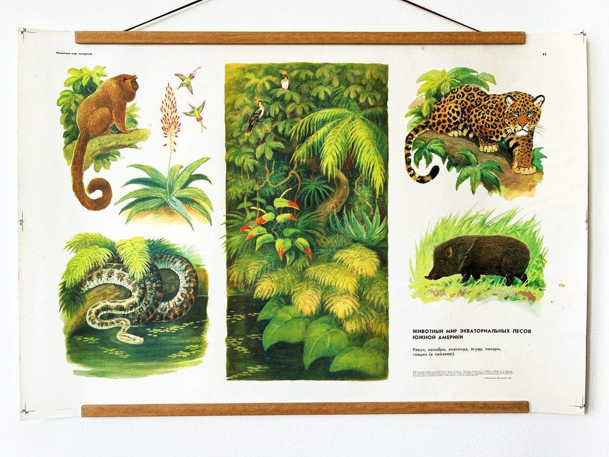 A Soviet vintage wildlife poster that features illustrations of various animals commonly found in South American forests: a jaguar (Panthera onca), a howler monkey, an anaconda, a hummingbird, a toucan, and a peccary.