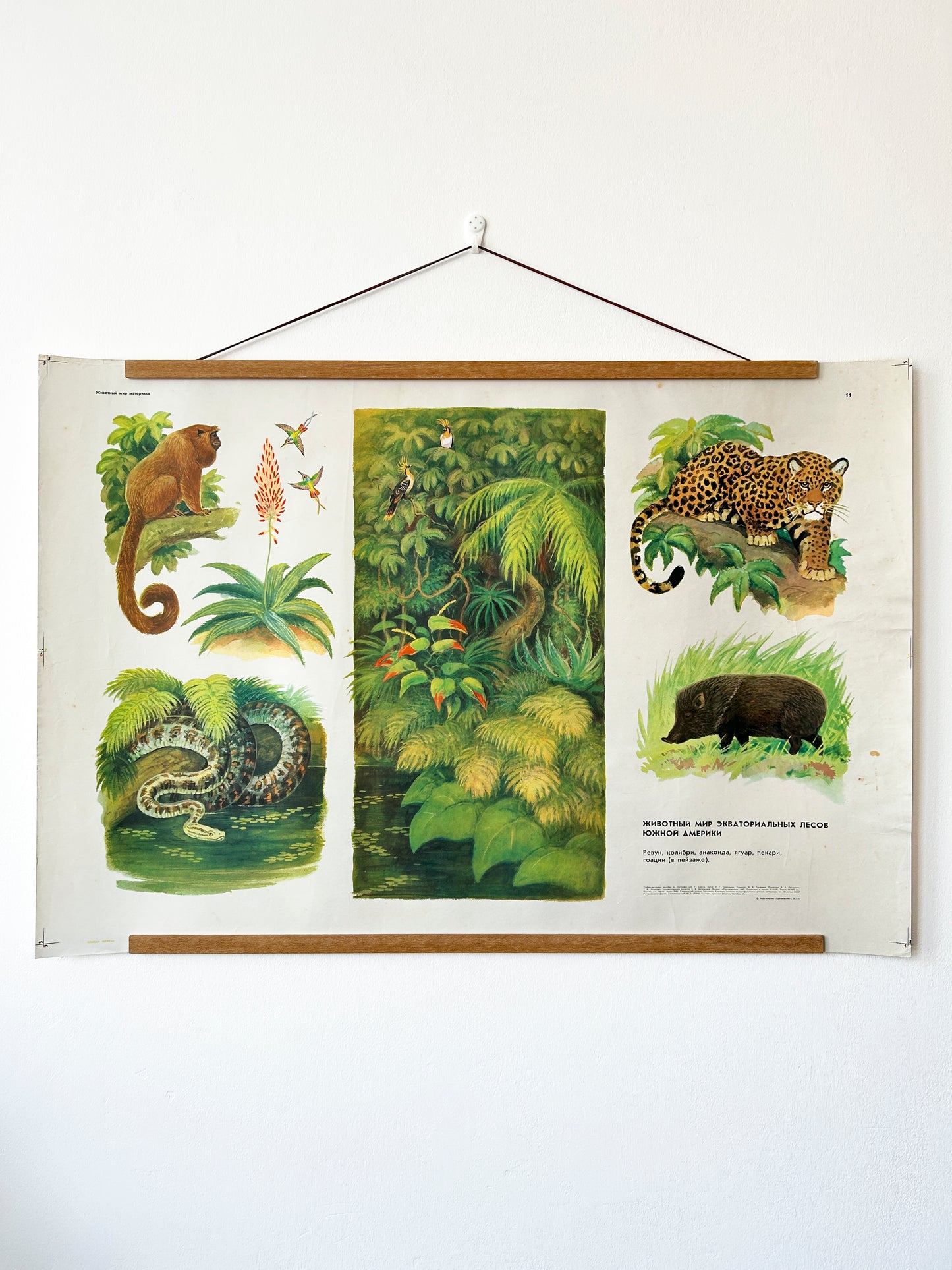 Original Soviet Vintage Educational Wildlife Poster – Animals of Equatorial Forests of South America: Jaguar, Anaconda, Howler Monkey, Hummingbird | USSR School Chart