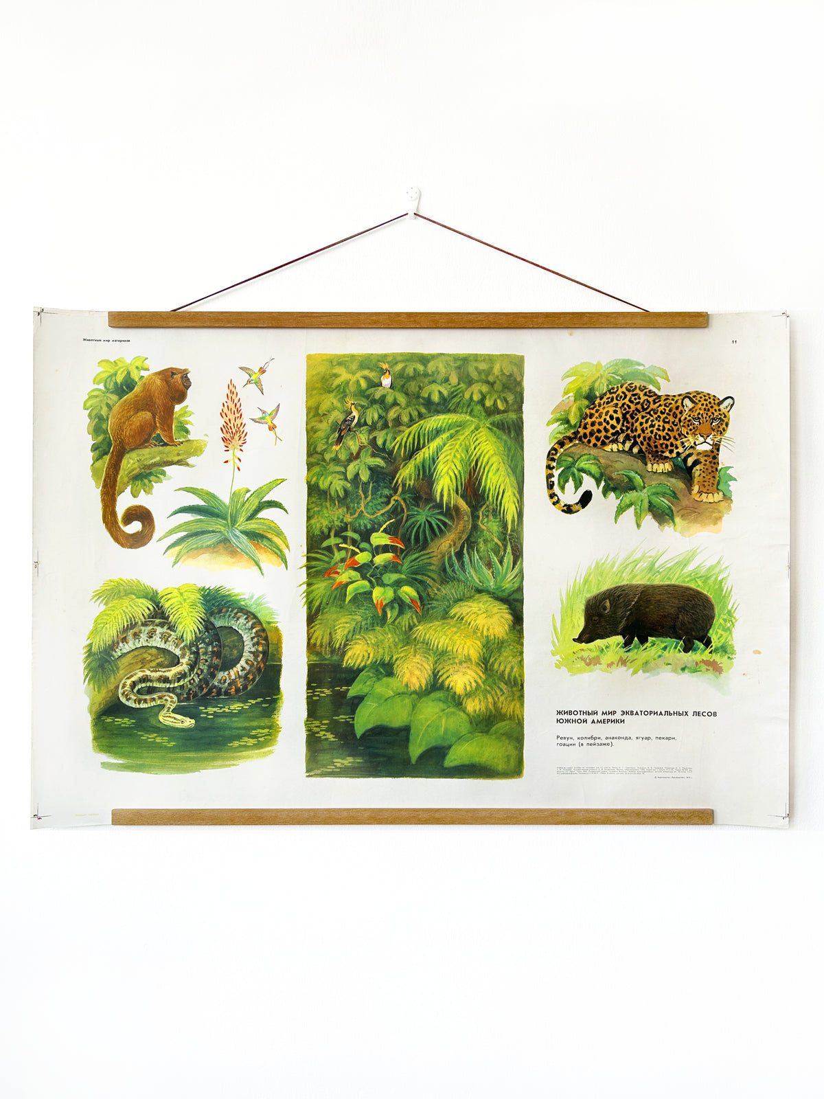 A Soviet vintage wildlife poster that features illustrations of various animals commonly found in South American forests: a jaguar (Panthera onca), a howler monkey, an anaconda, a hummingbird, a toucan, and a peccary.