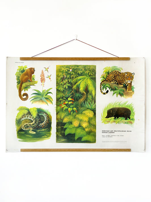 A Soviet vintage wildlife poster that features illustrations of various animals commonly found in South American forests: a jaguar (Panthera onca), a howler monkey, an anaconda, a hummingbird, a toucan, and a peccary.