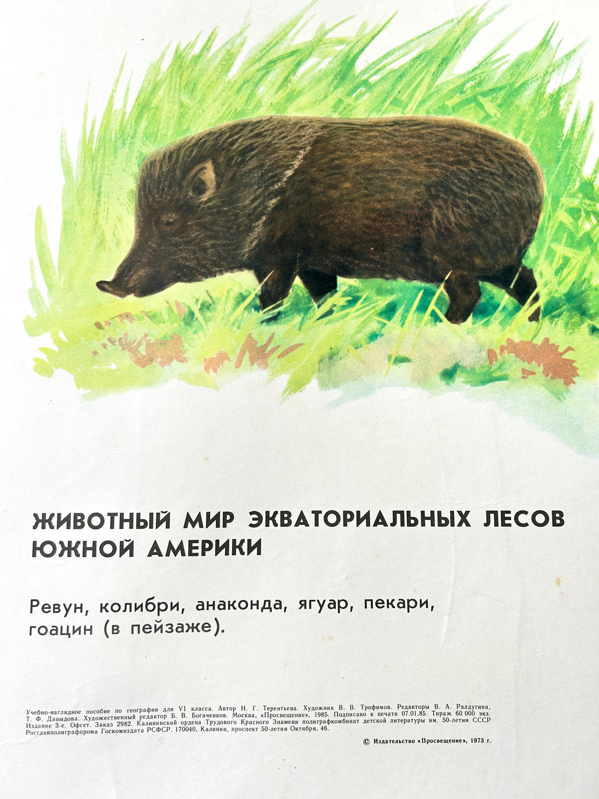 Detail of a Soviet vintage poster featuring a wild boar.
