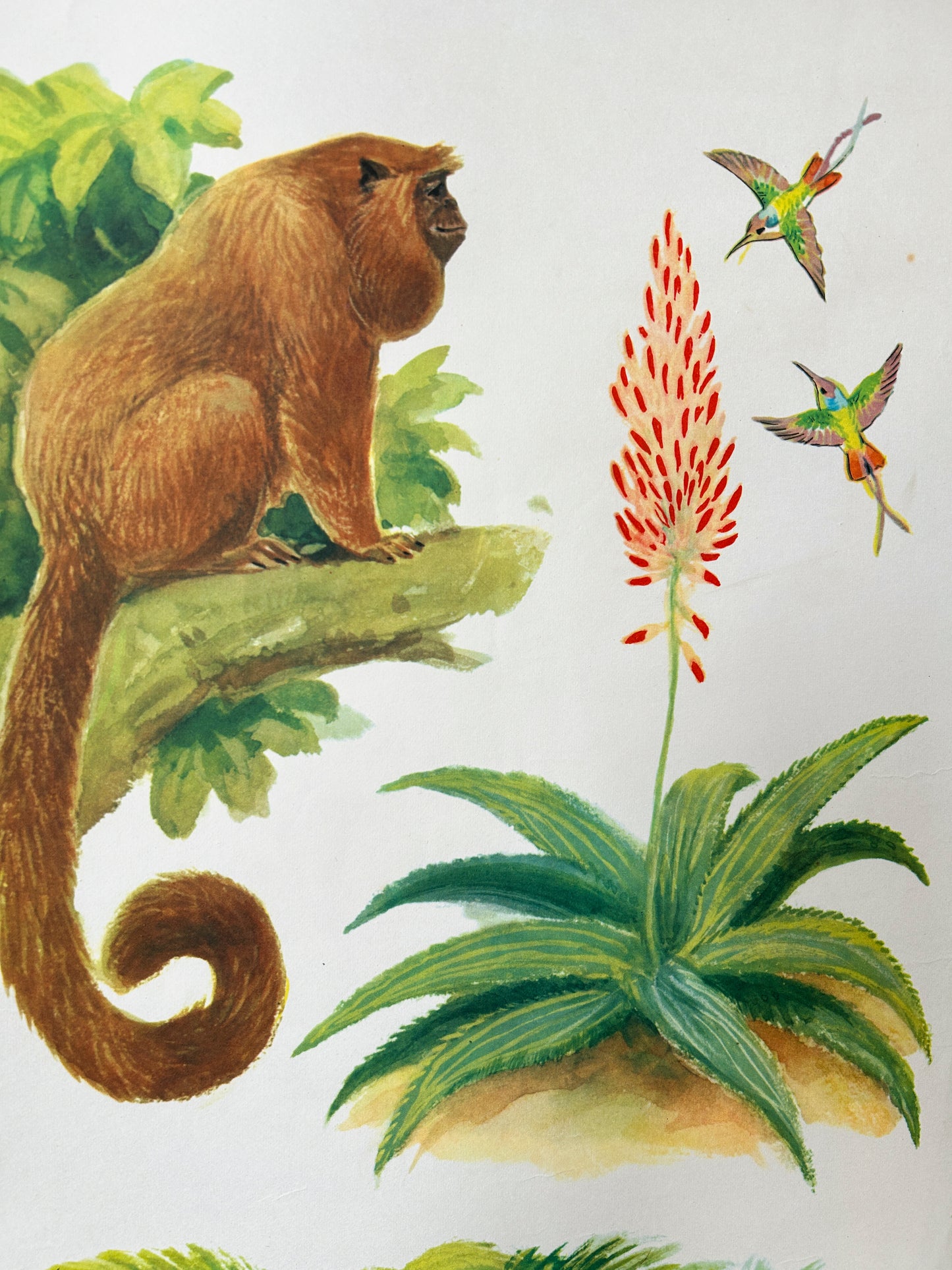 Original Soviet Vintage Educational Wildlife Poster – Animals of Equatorial Forests of South America: Jaguar, Anaconda, Howler Monkey, Hummingbird | USSR School Chart