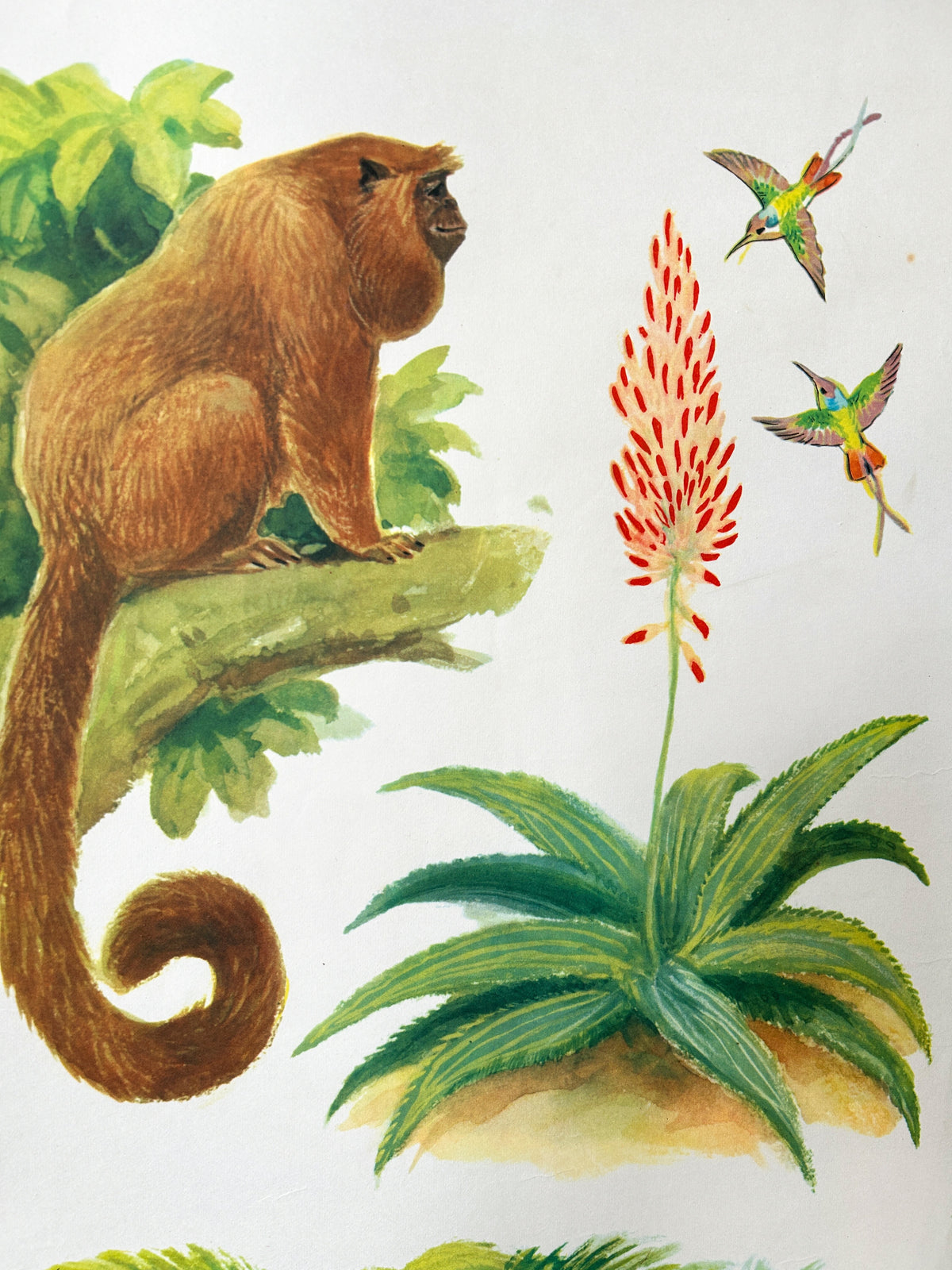Detail of a Soviet vintage wildlife poster that features illustrations of a howler monkey and hummingbirds hovering around a flower.
